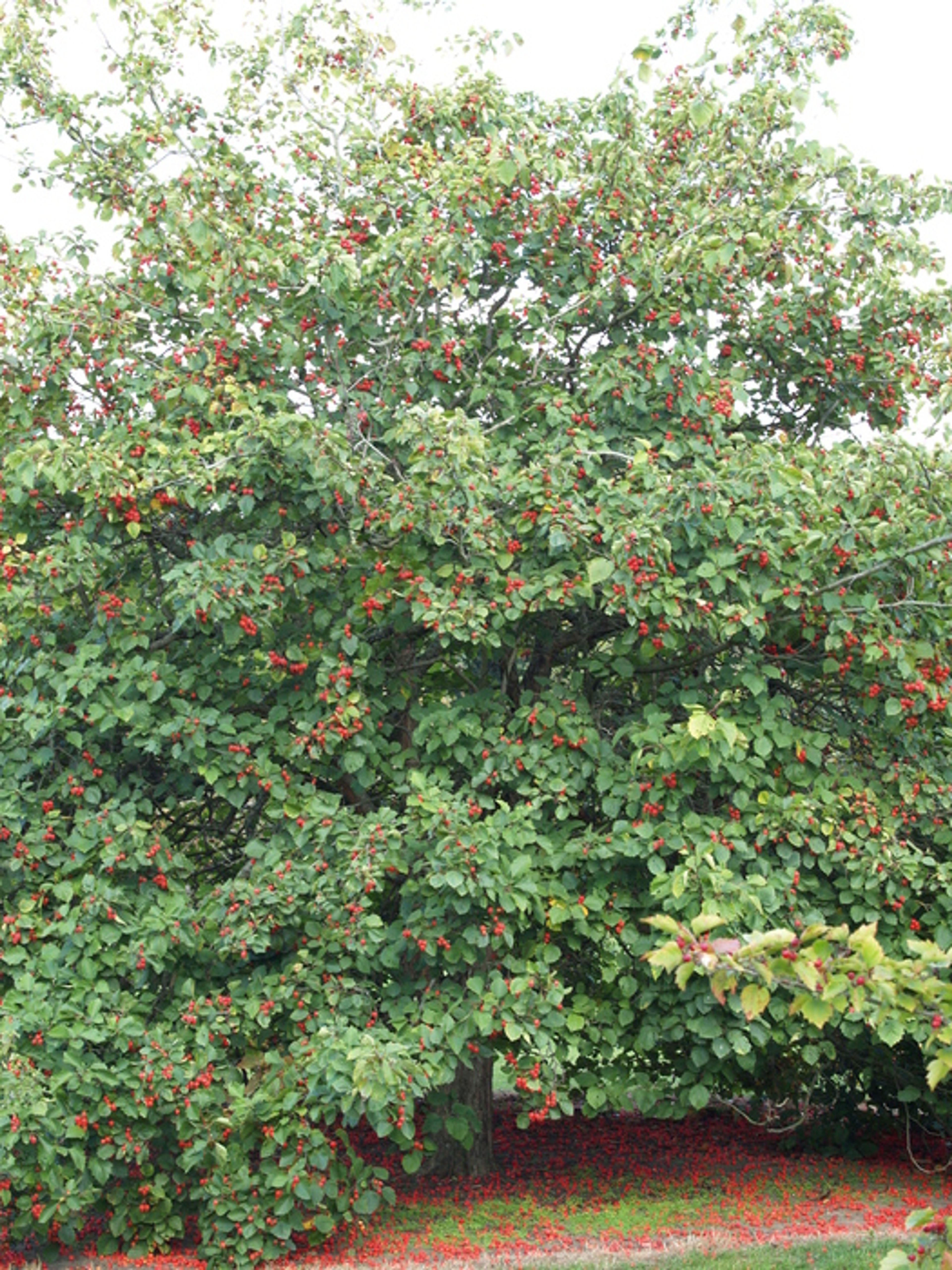 Crataegus pennsylvanica - 81