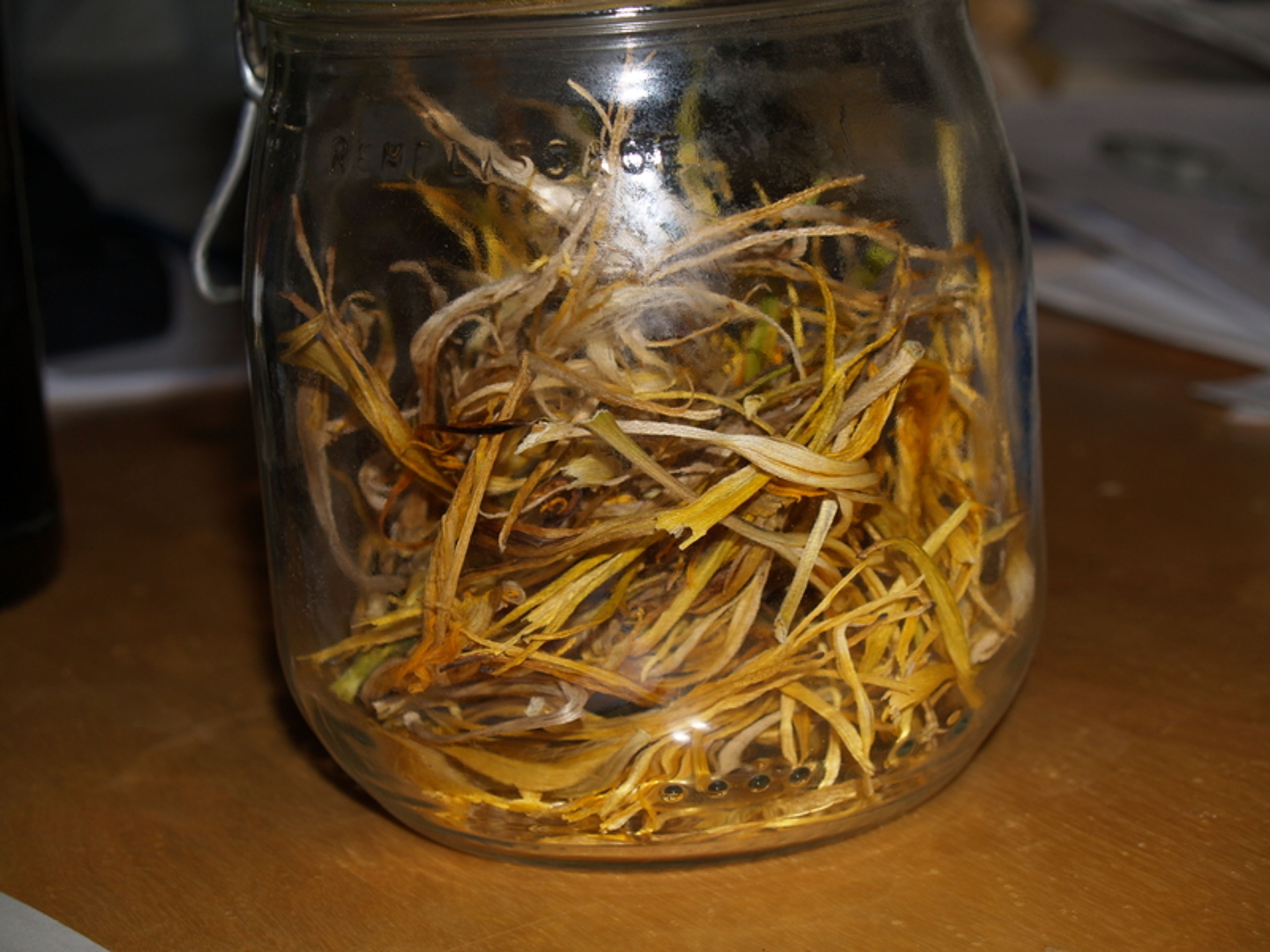 Hemerocallis altissima - 3