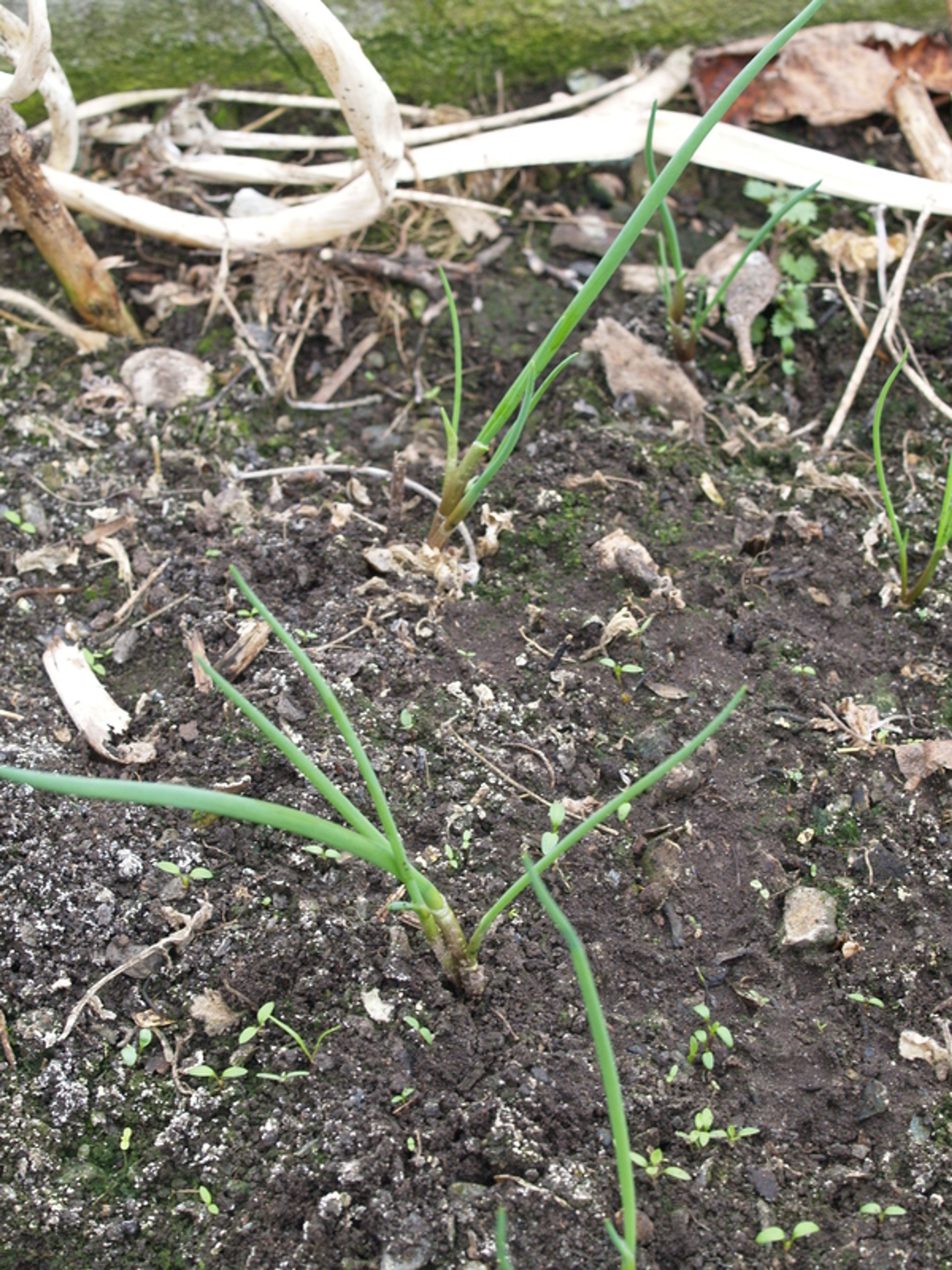 Allium oschaninii - 22