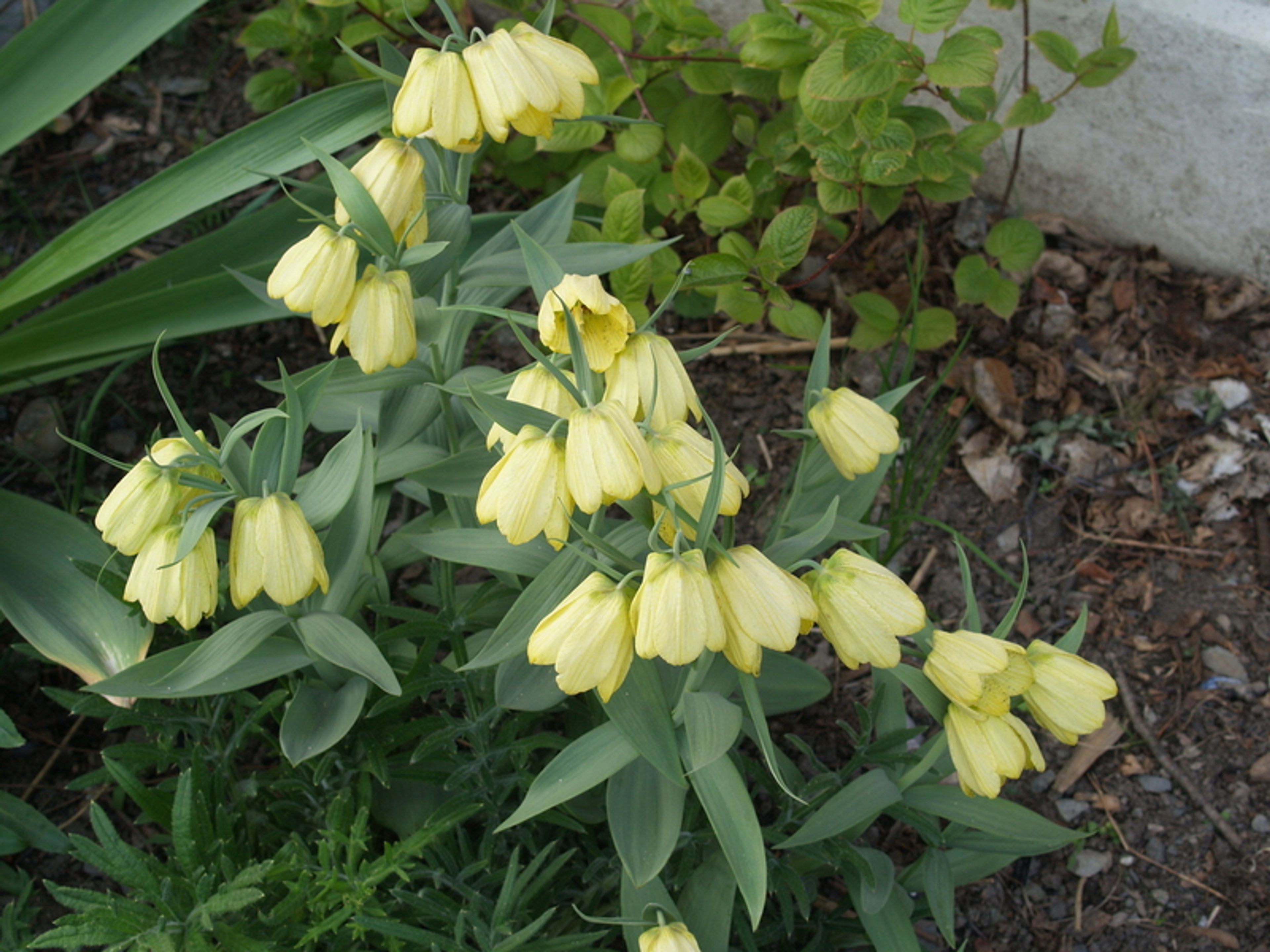 Fritillaria pallidiflora - 28