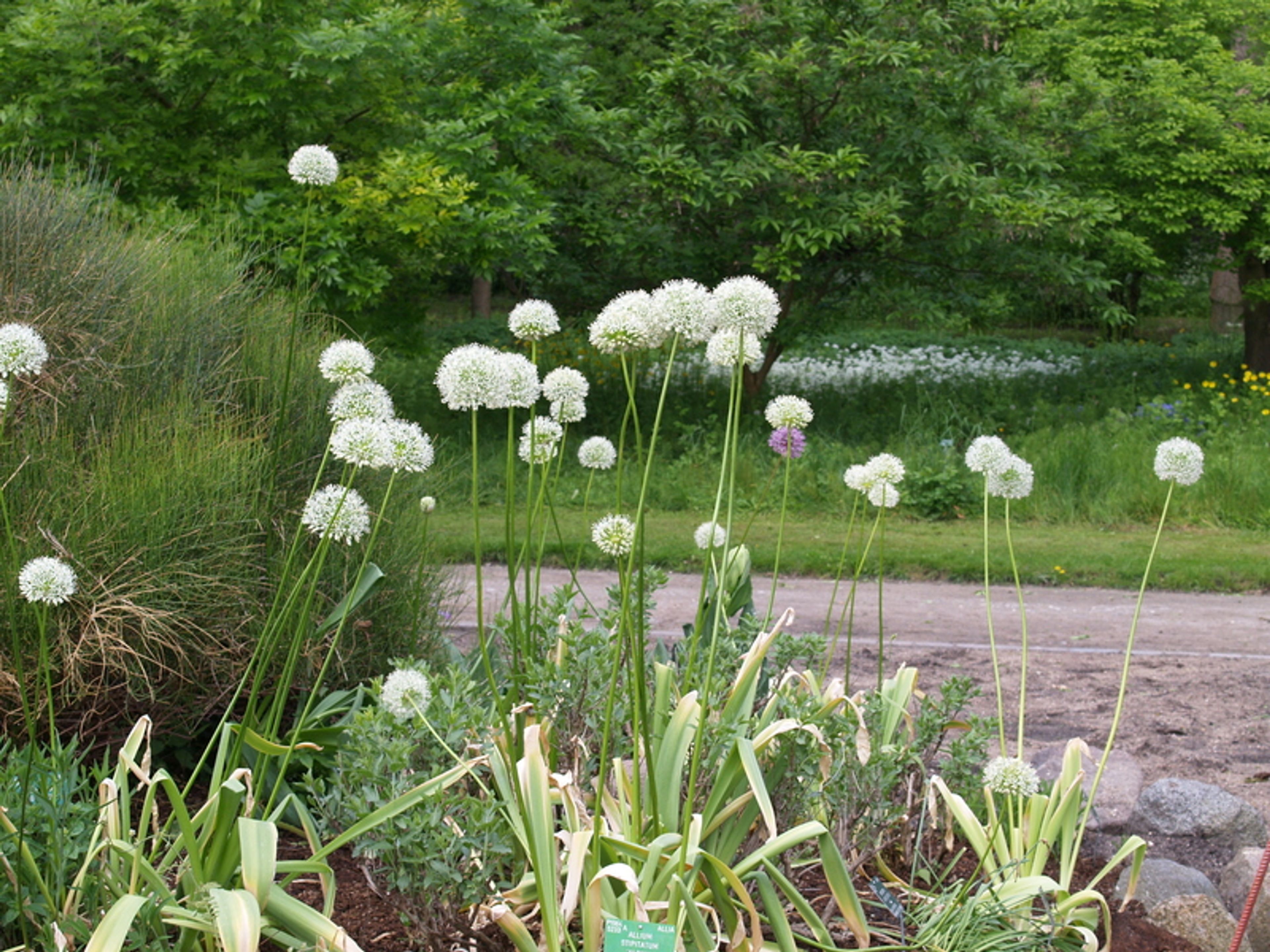 Allium stipitatum - 23
