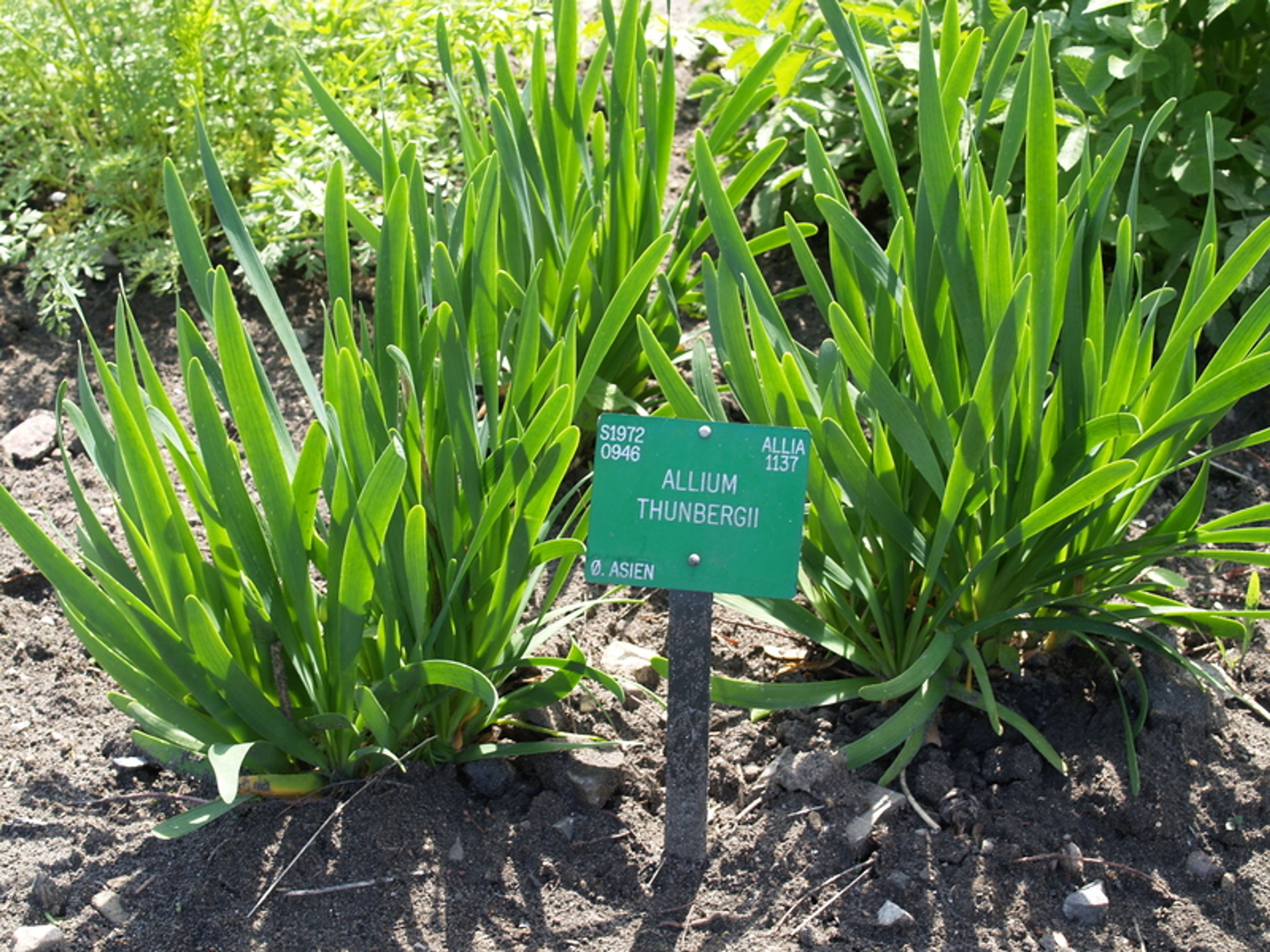 Allium thunbergii - 38