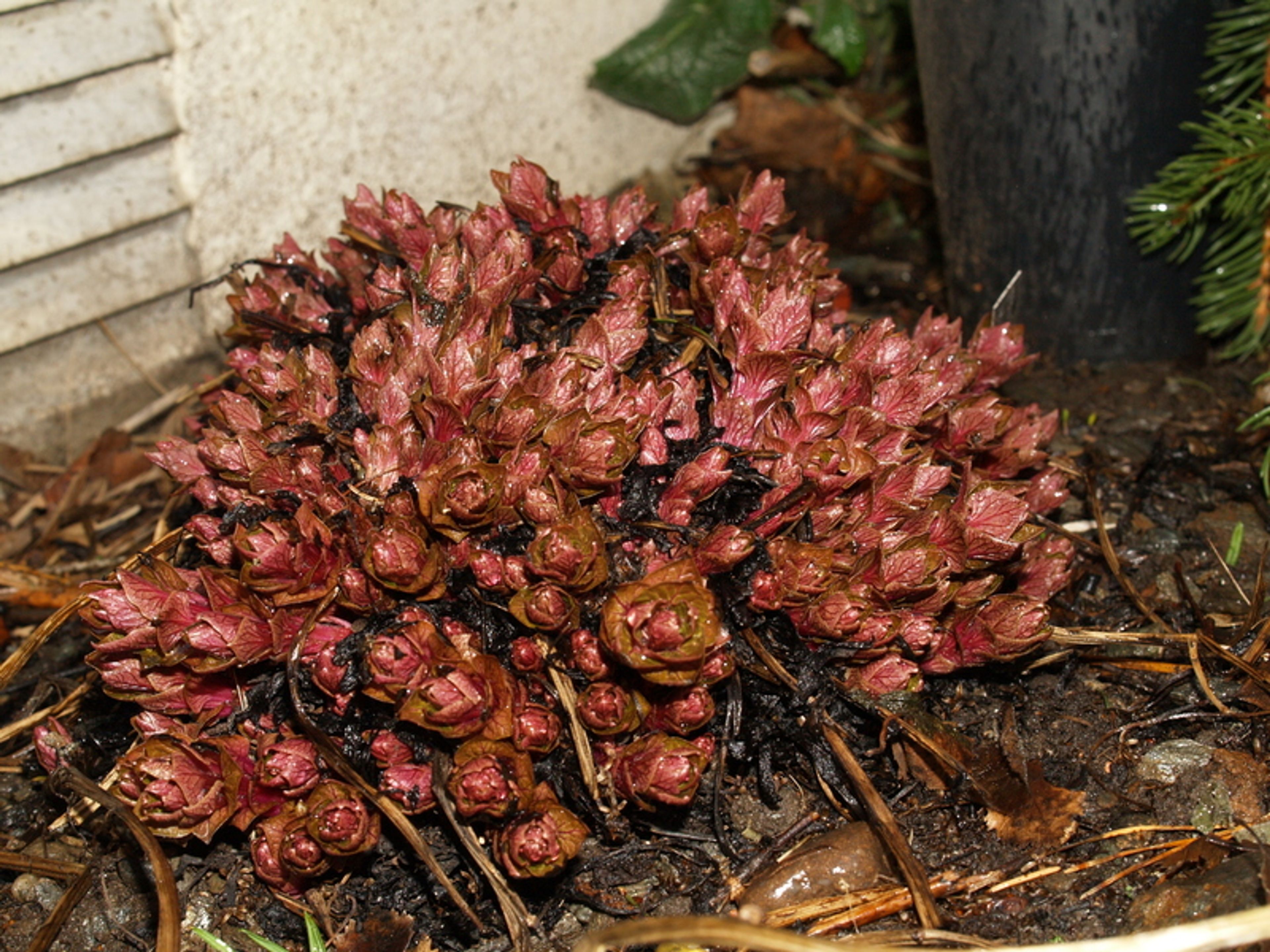 Hablitzia tamnoides - 289