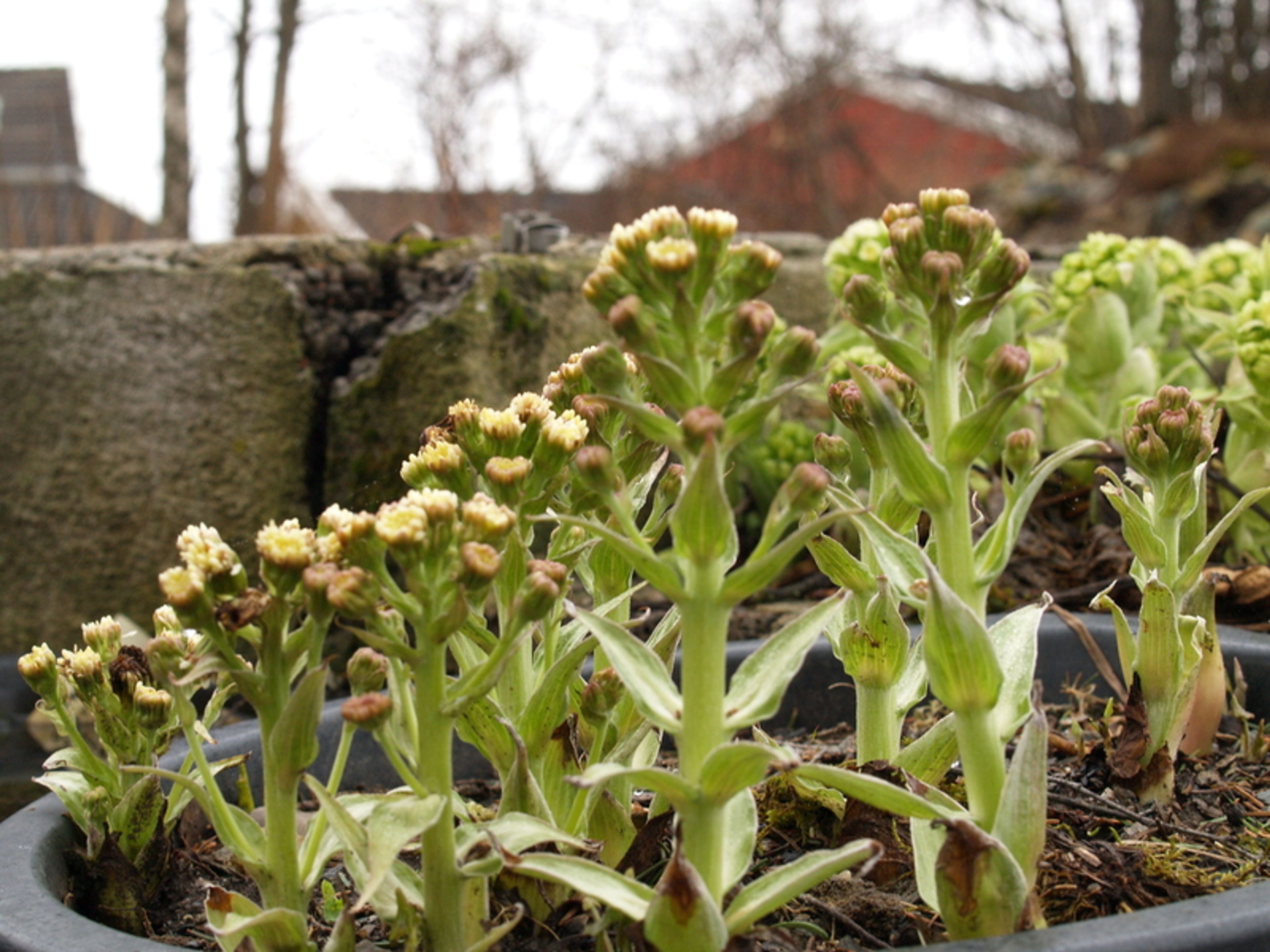 Petasites palmatus - 98
