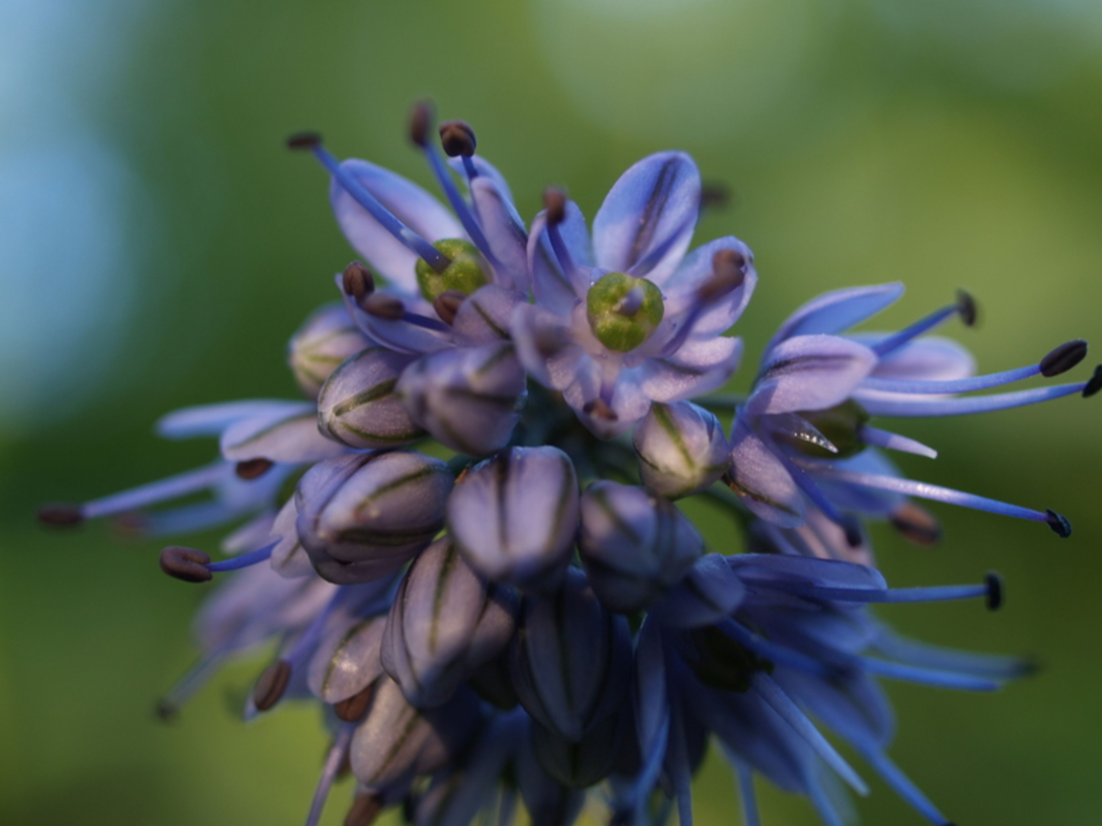 Allium thunbergii - 54