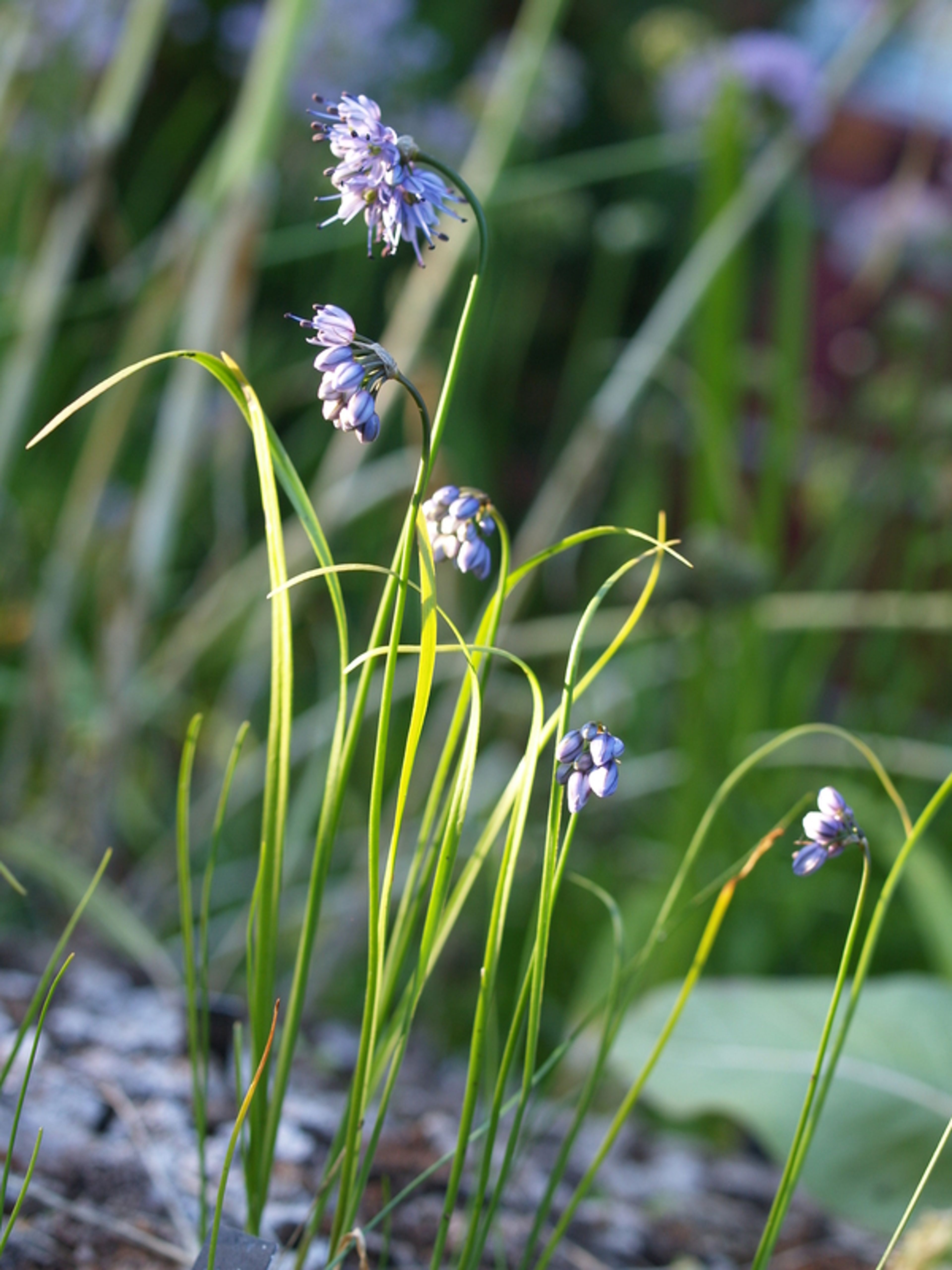 Allium thunbergii - 72