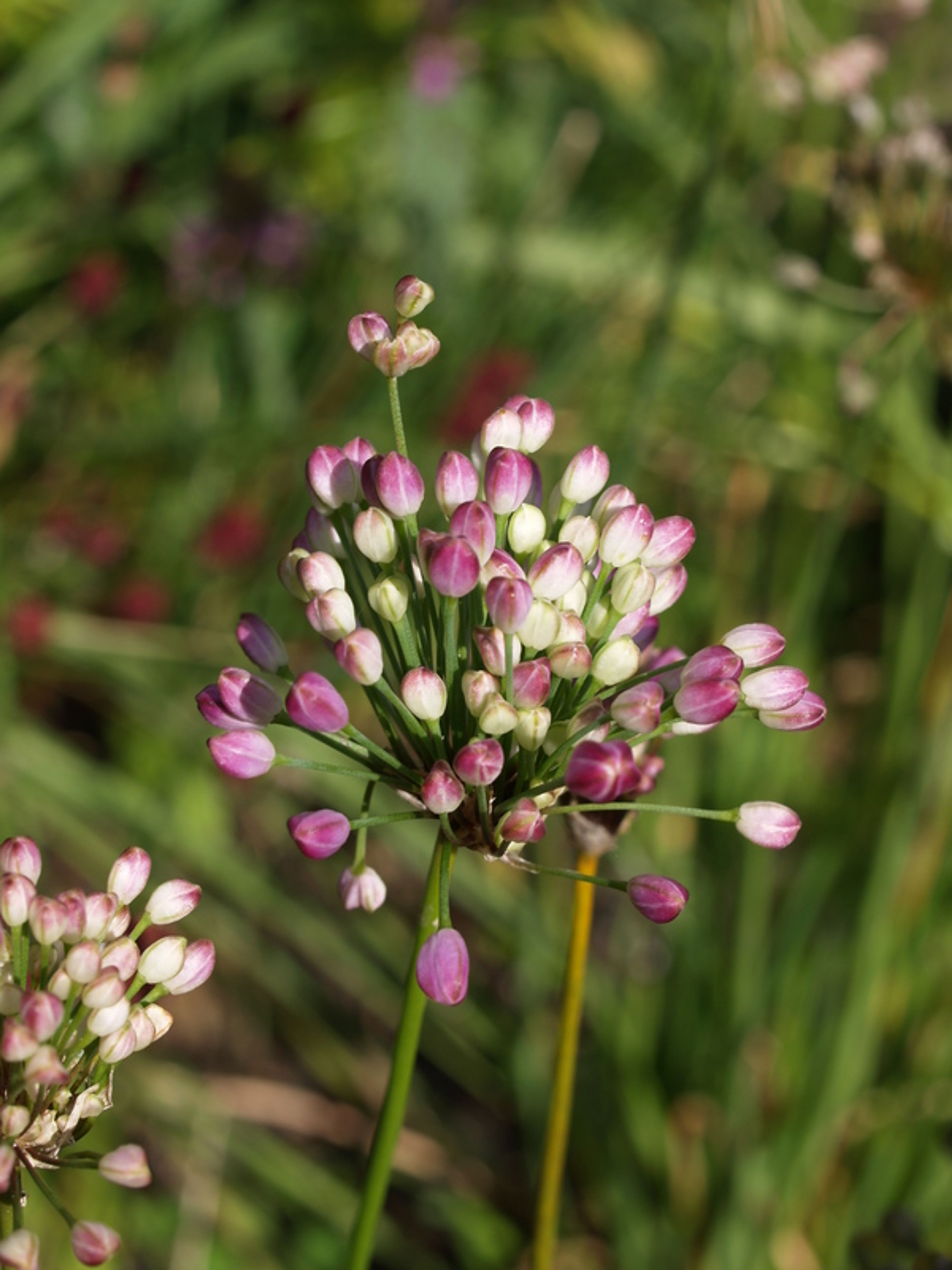 Allium thunbergii - 110