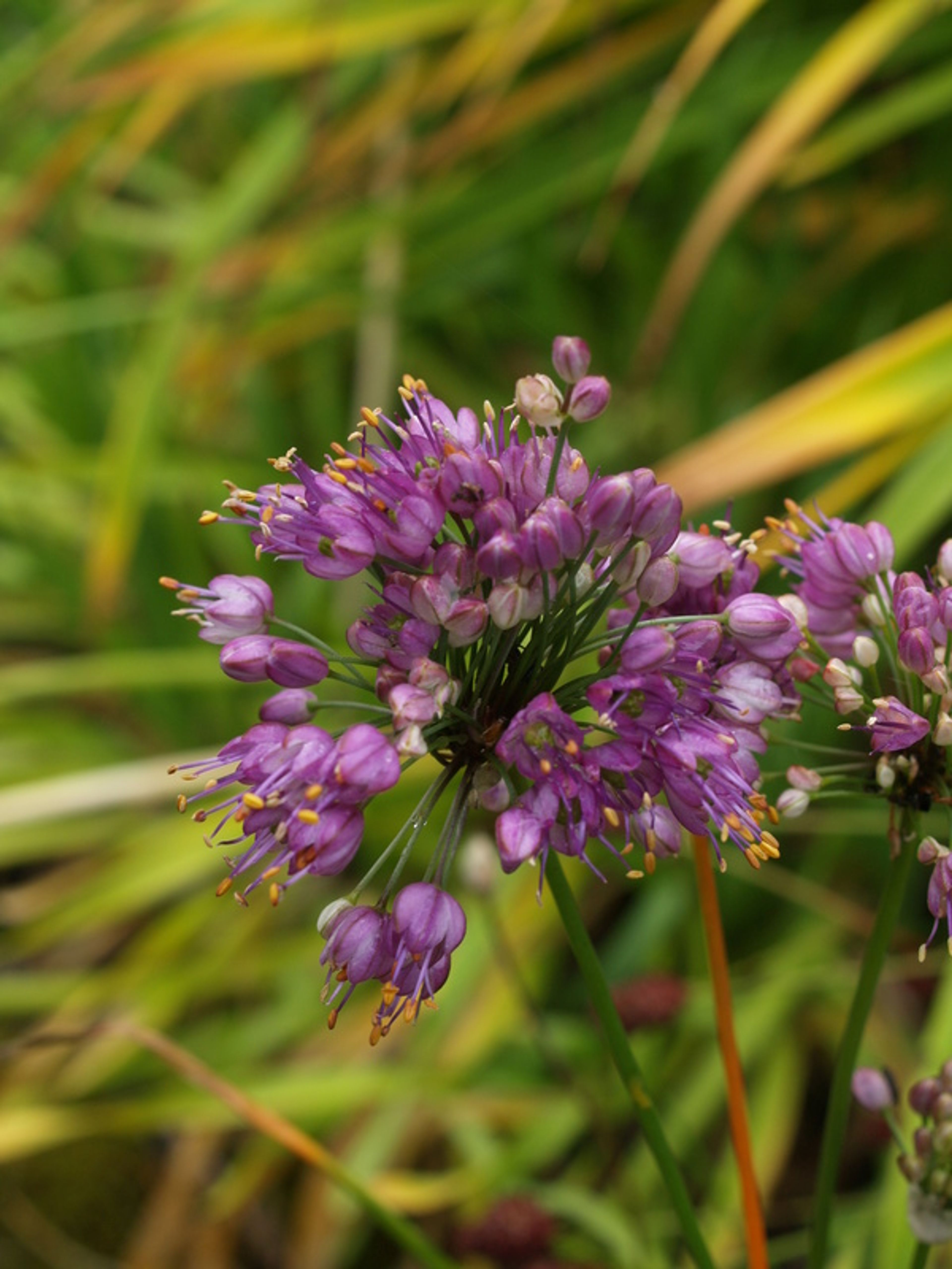 Allium thunbergii - 130
