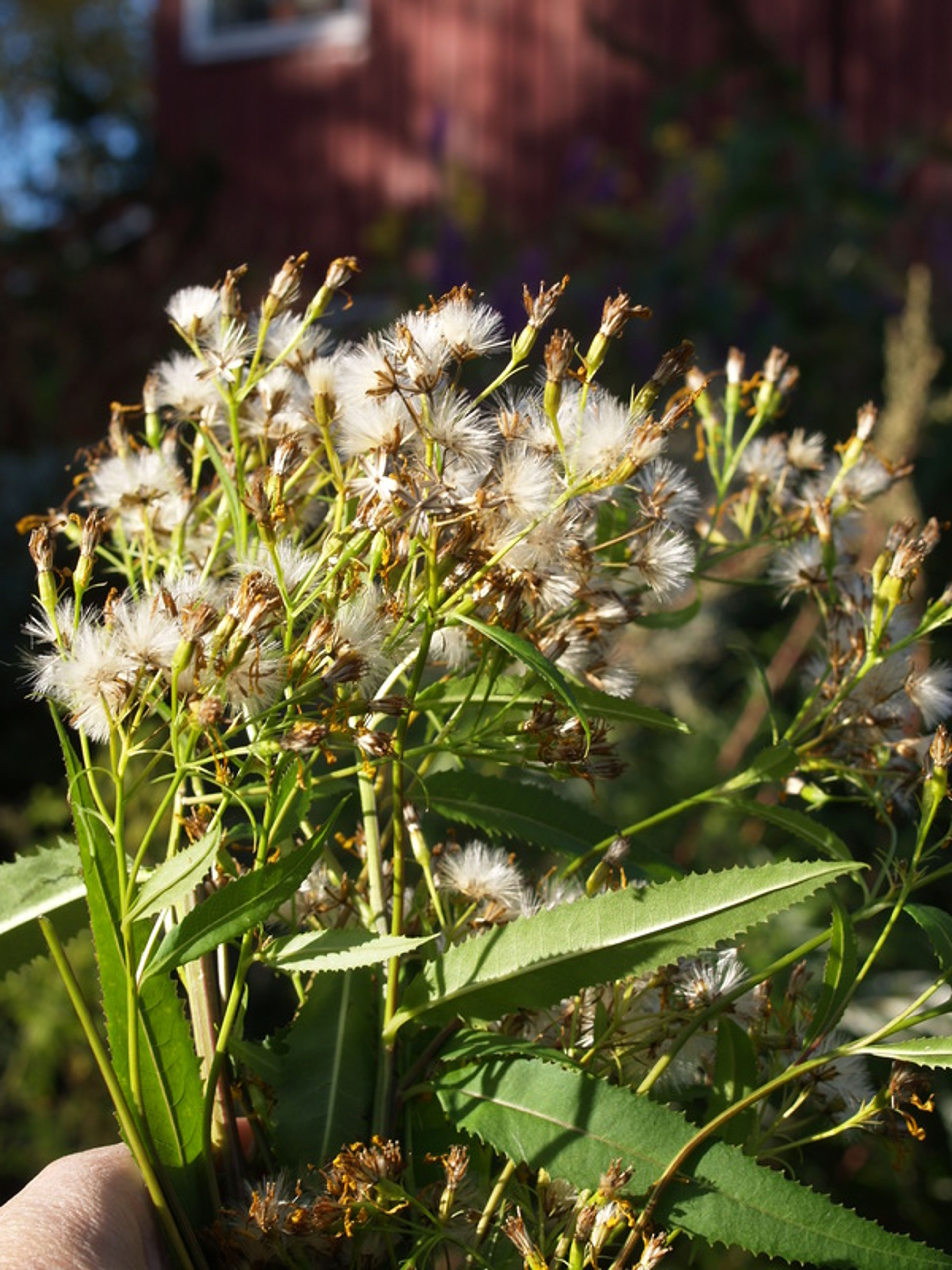 Senecio cannabifolius - 67