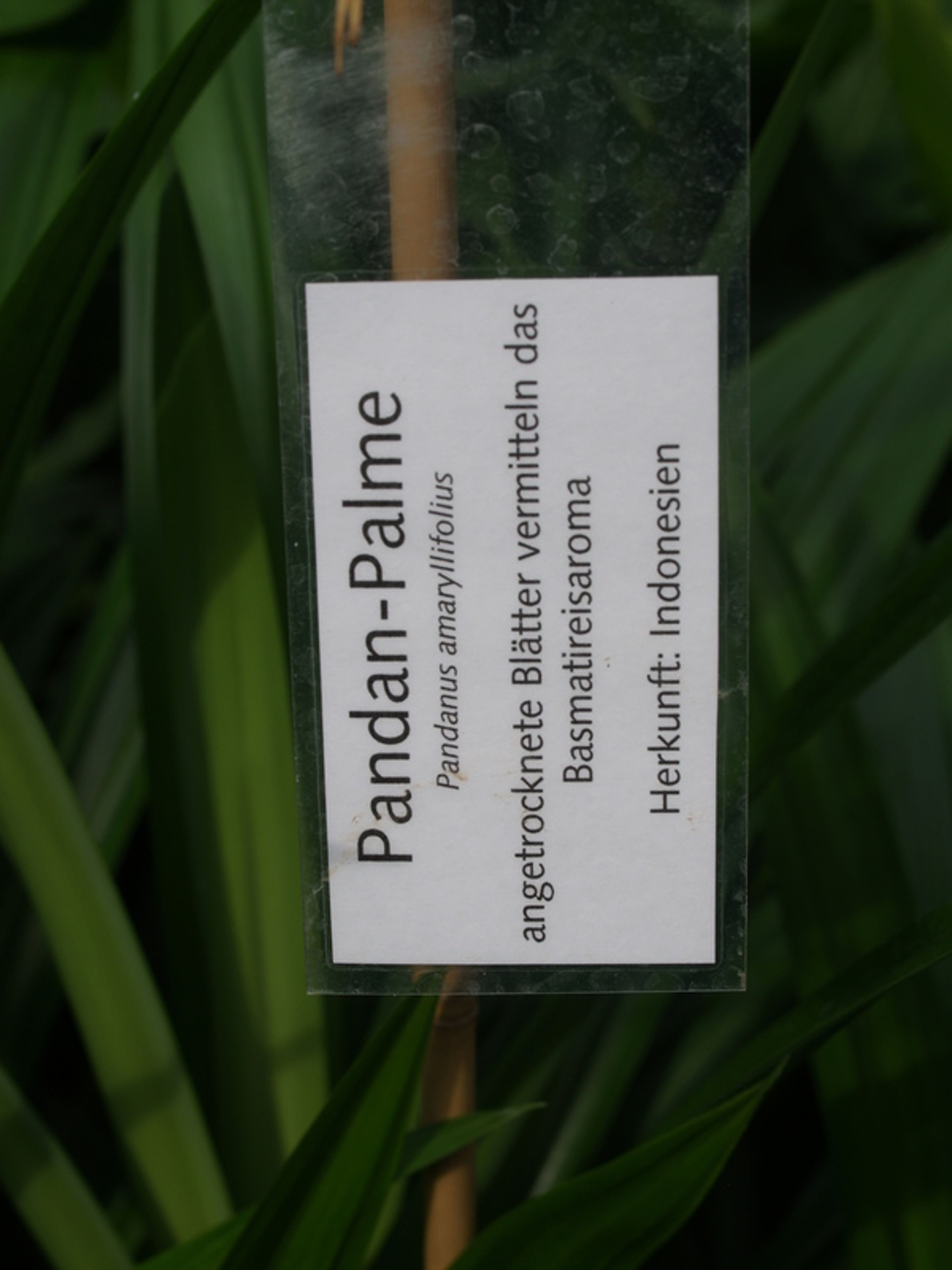 Pandanus amaryllifolius - 37