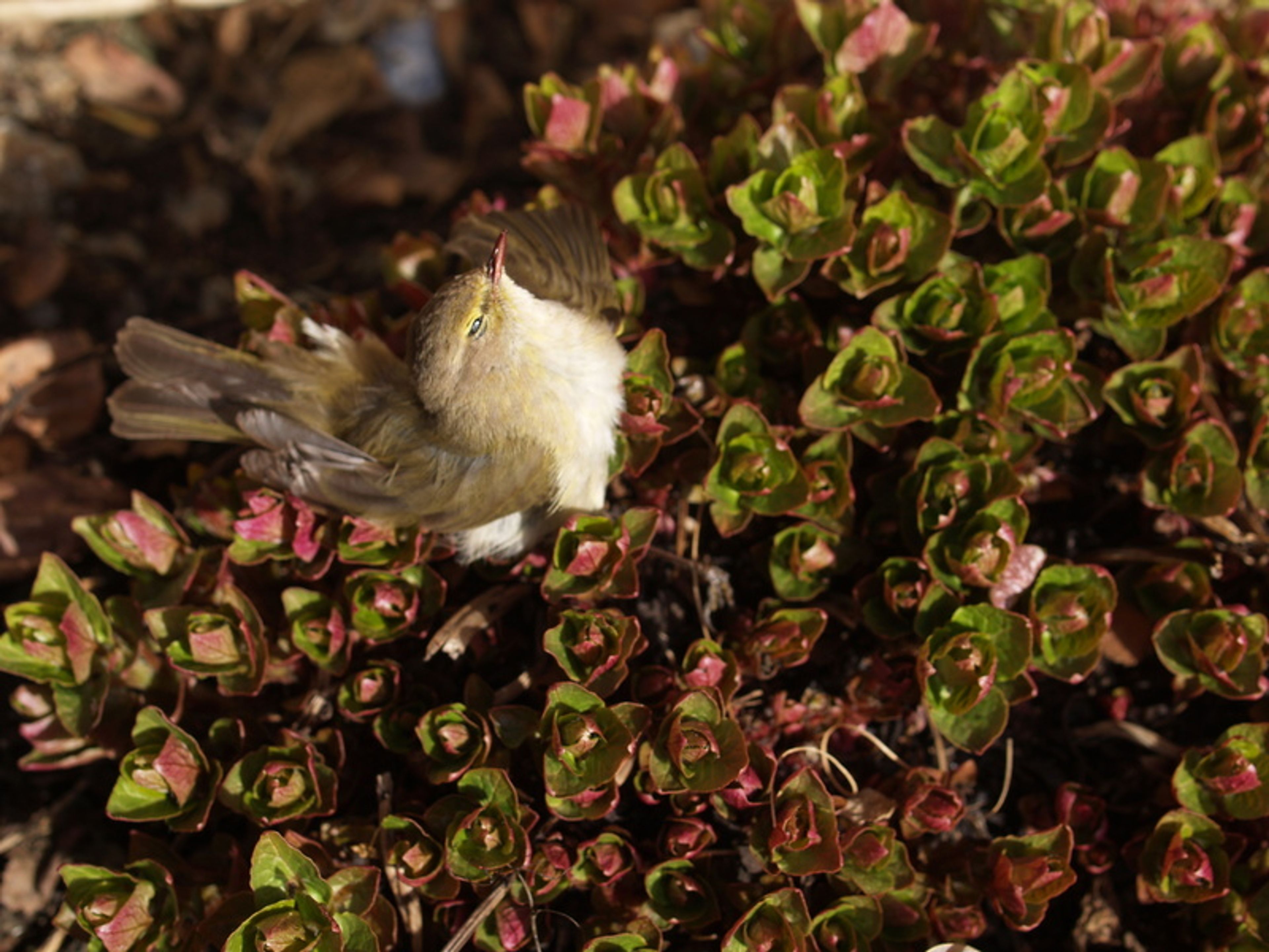Hablitzia tamnoides - 109