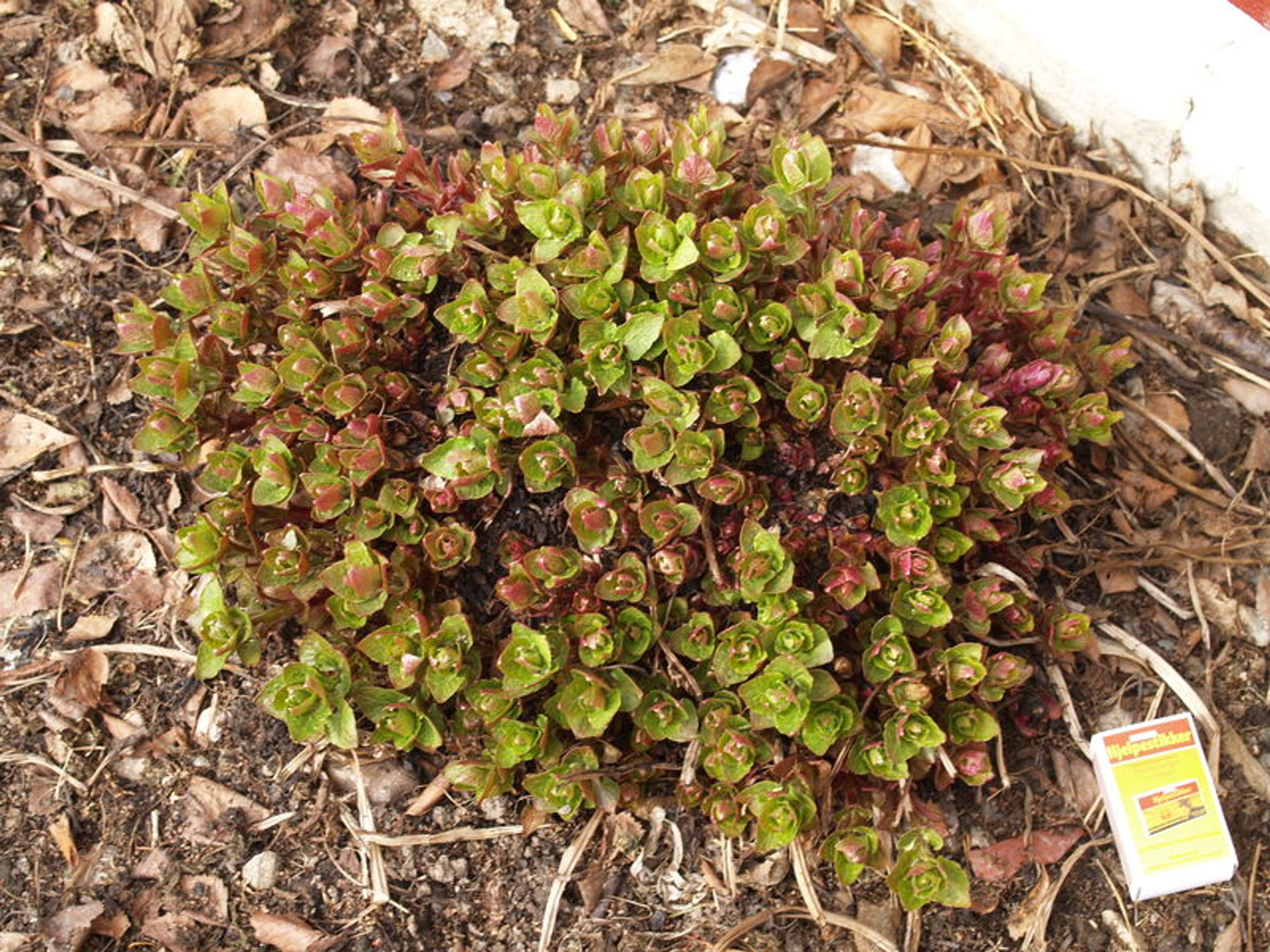 Hablitzia tamnoides - 179
