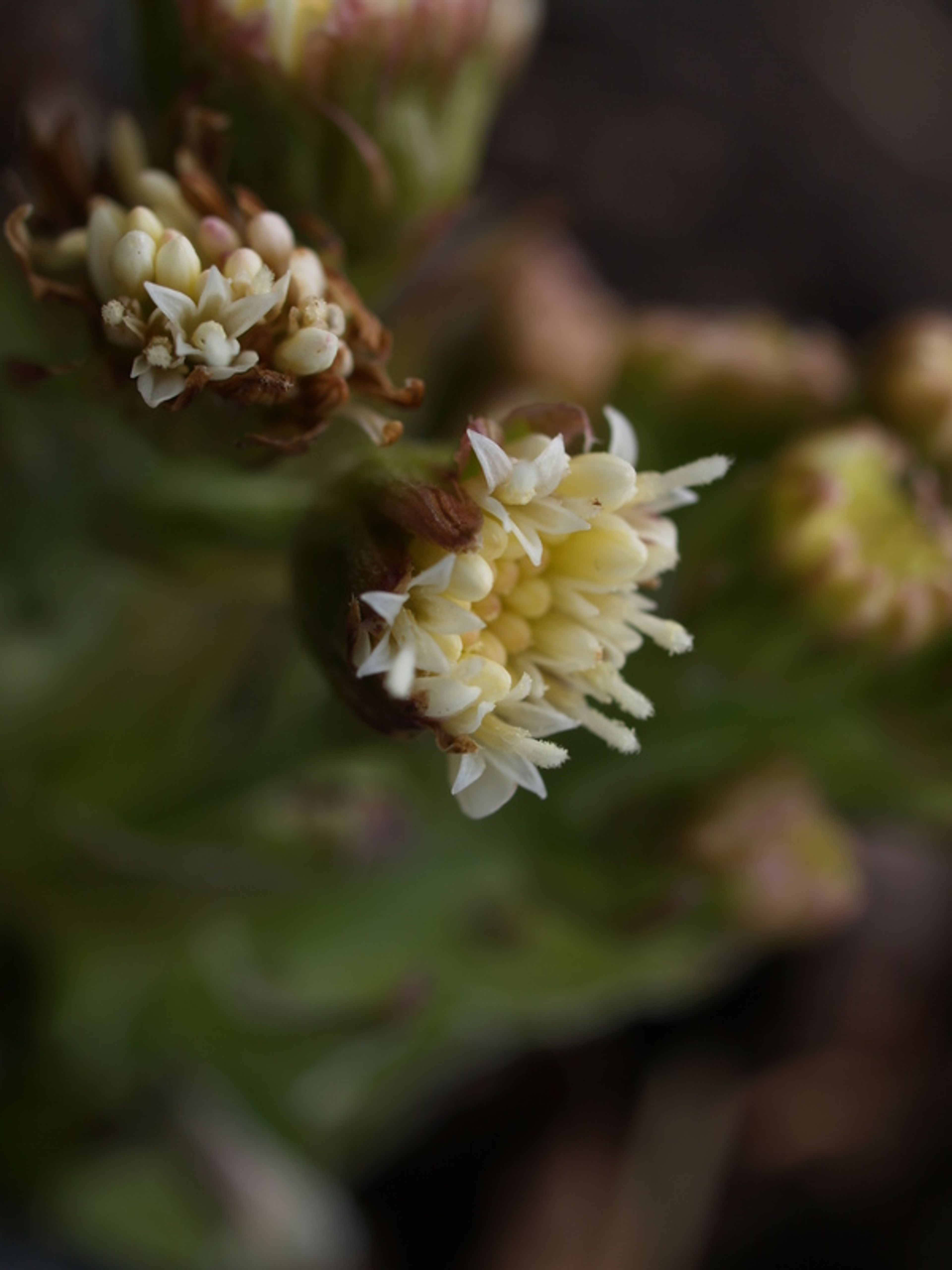 Petasites palmatus - 106