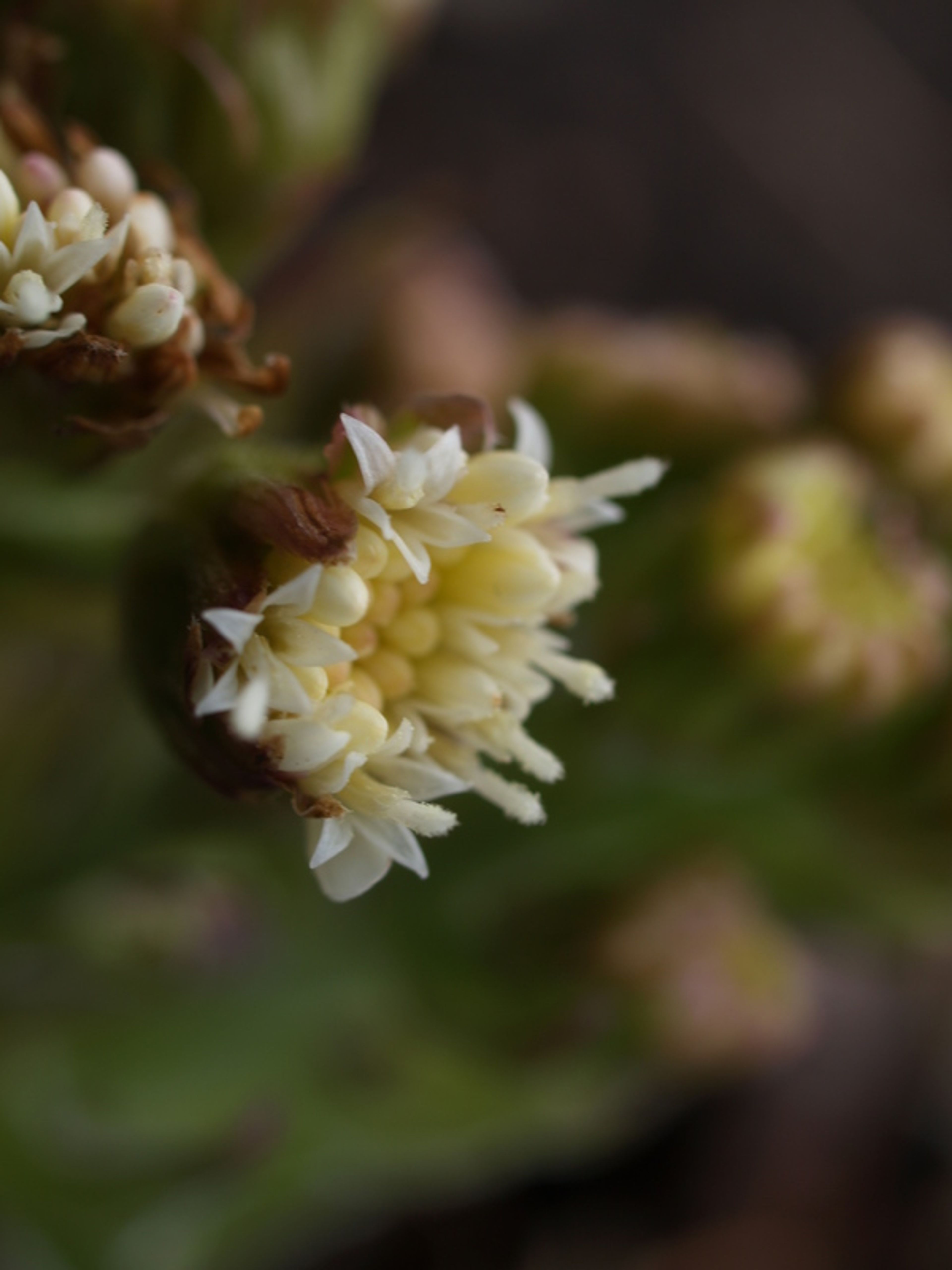 Petasites palmatus - 107