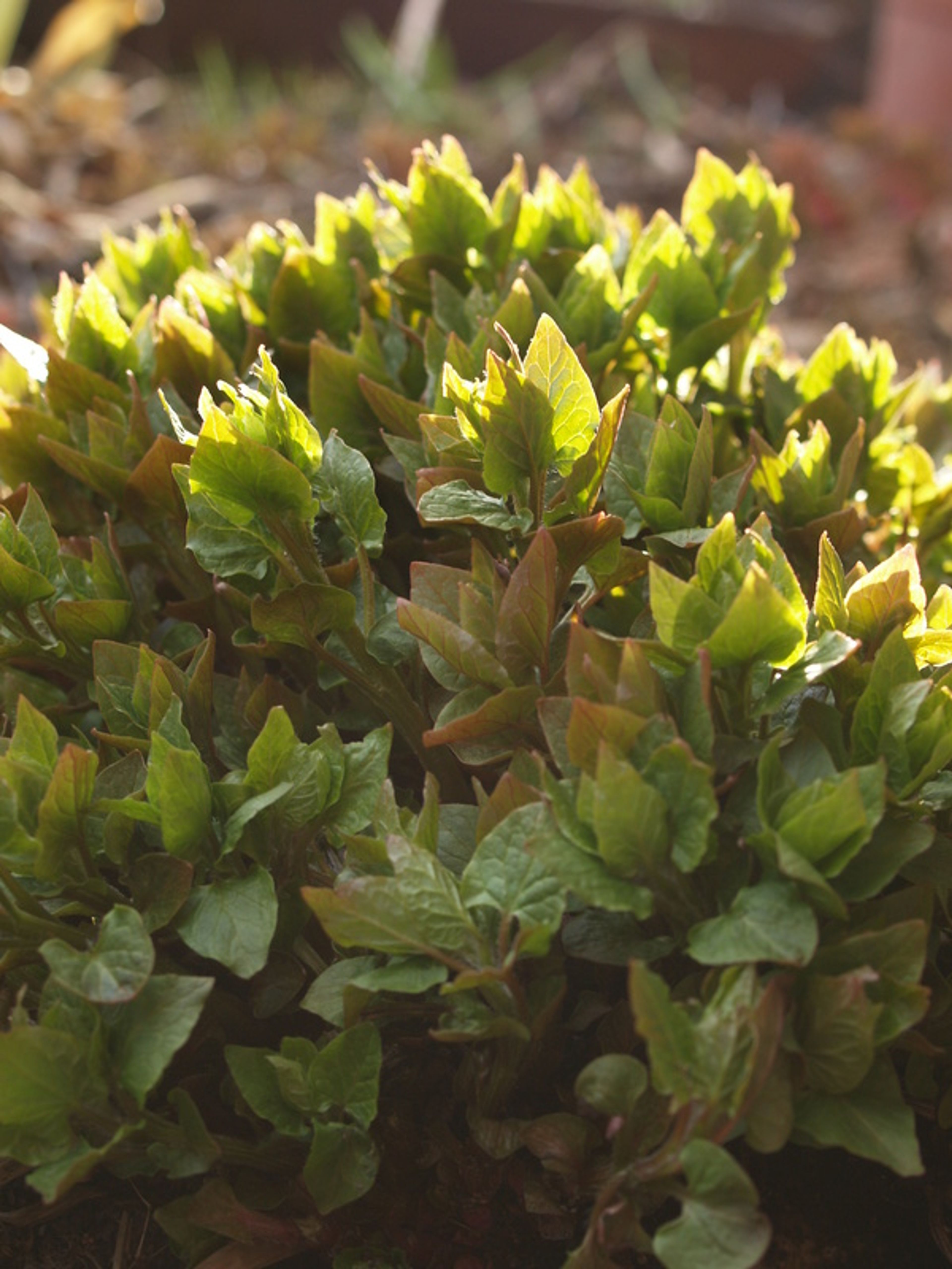 Hablitzia tamnoides - 232