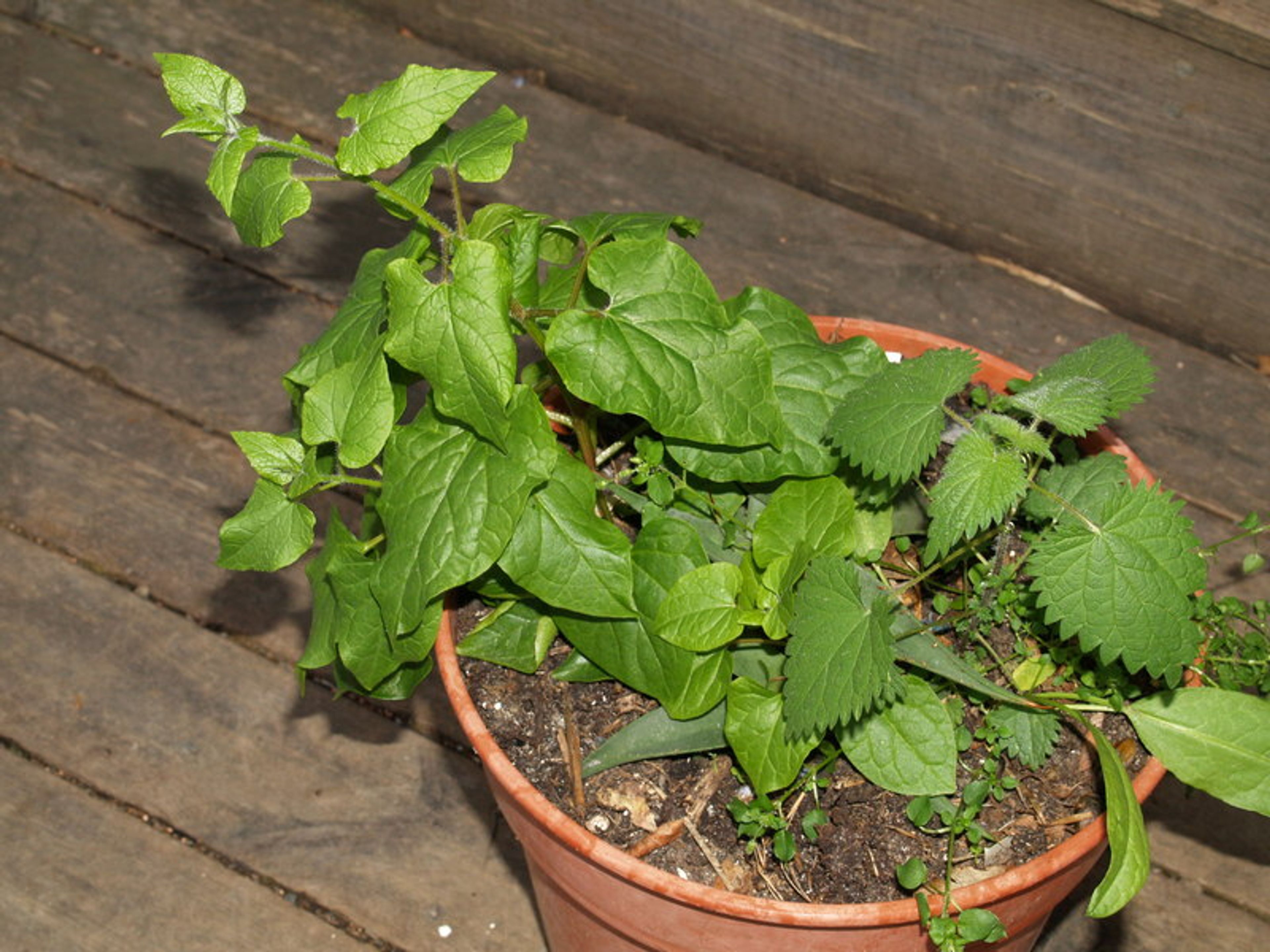 Hablitzia tamnoides - 380