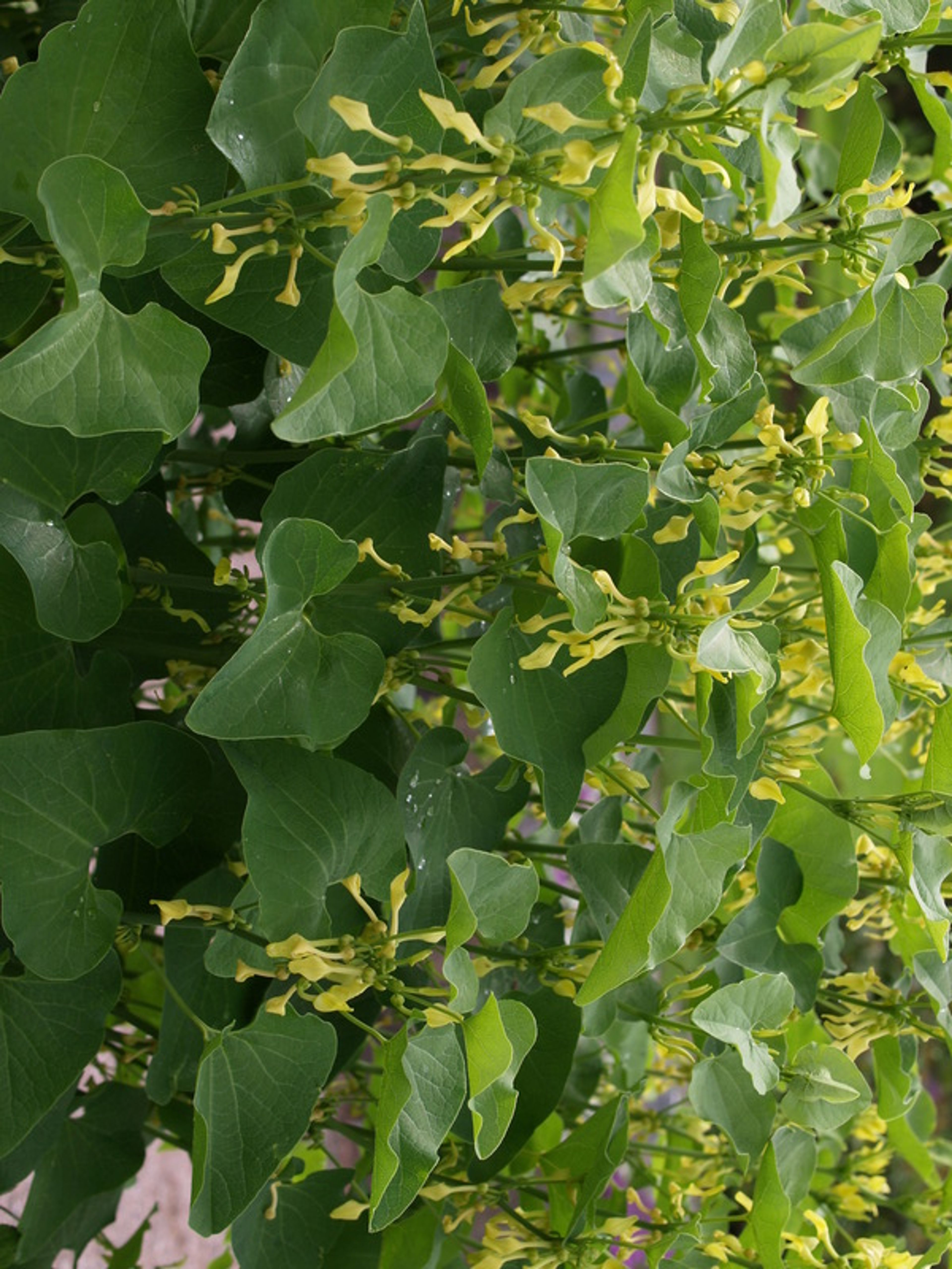 Chenopodium bonus-henricus - 110