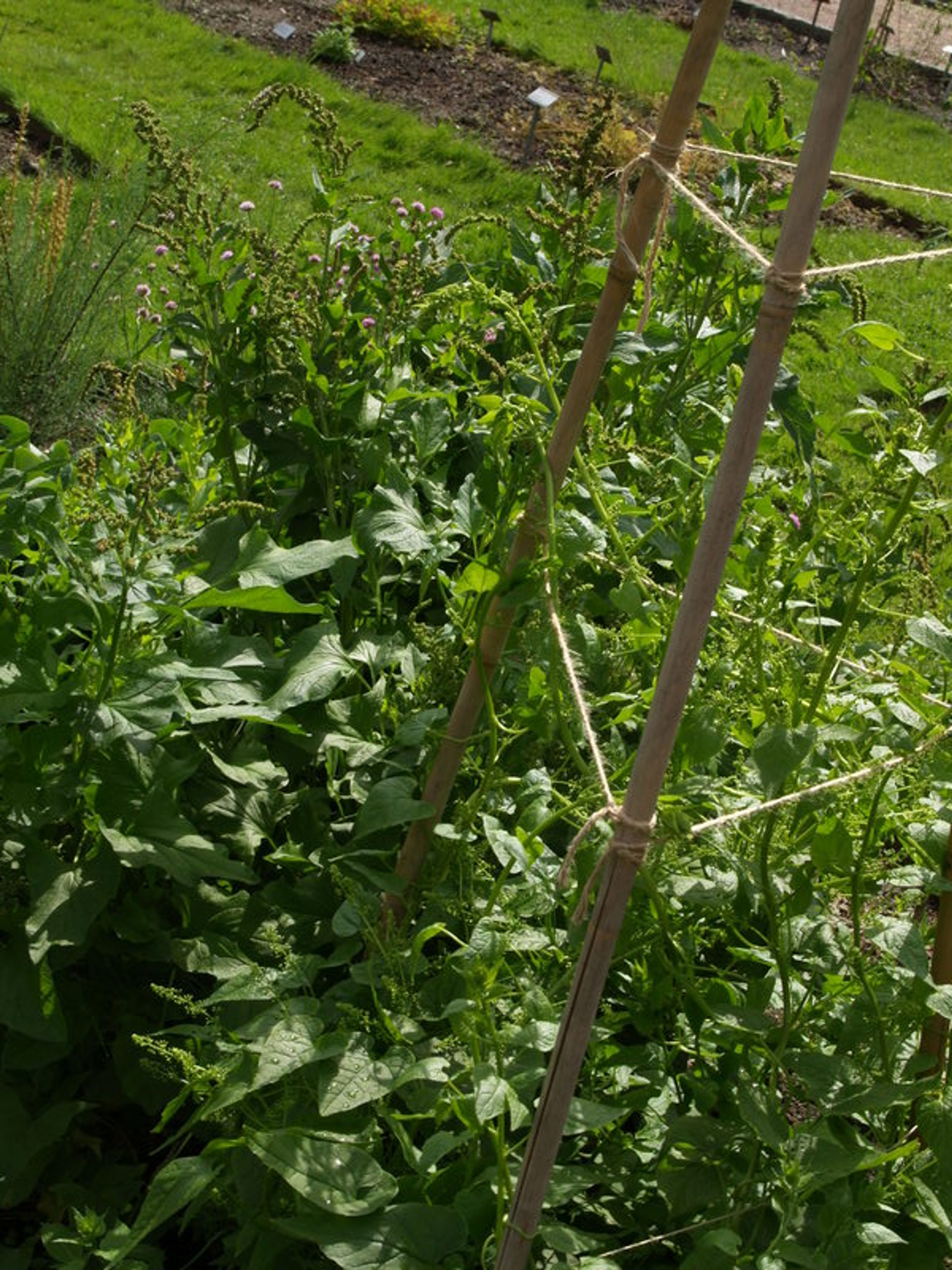 Chenopodium bonus-henricus - 19