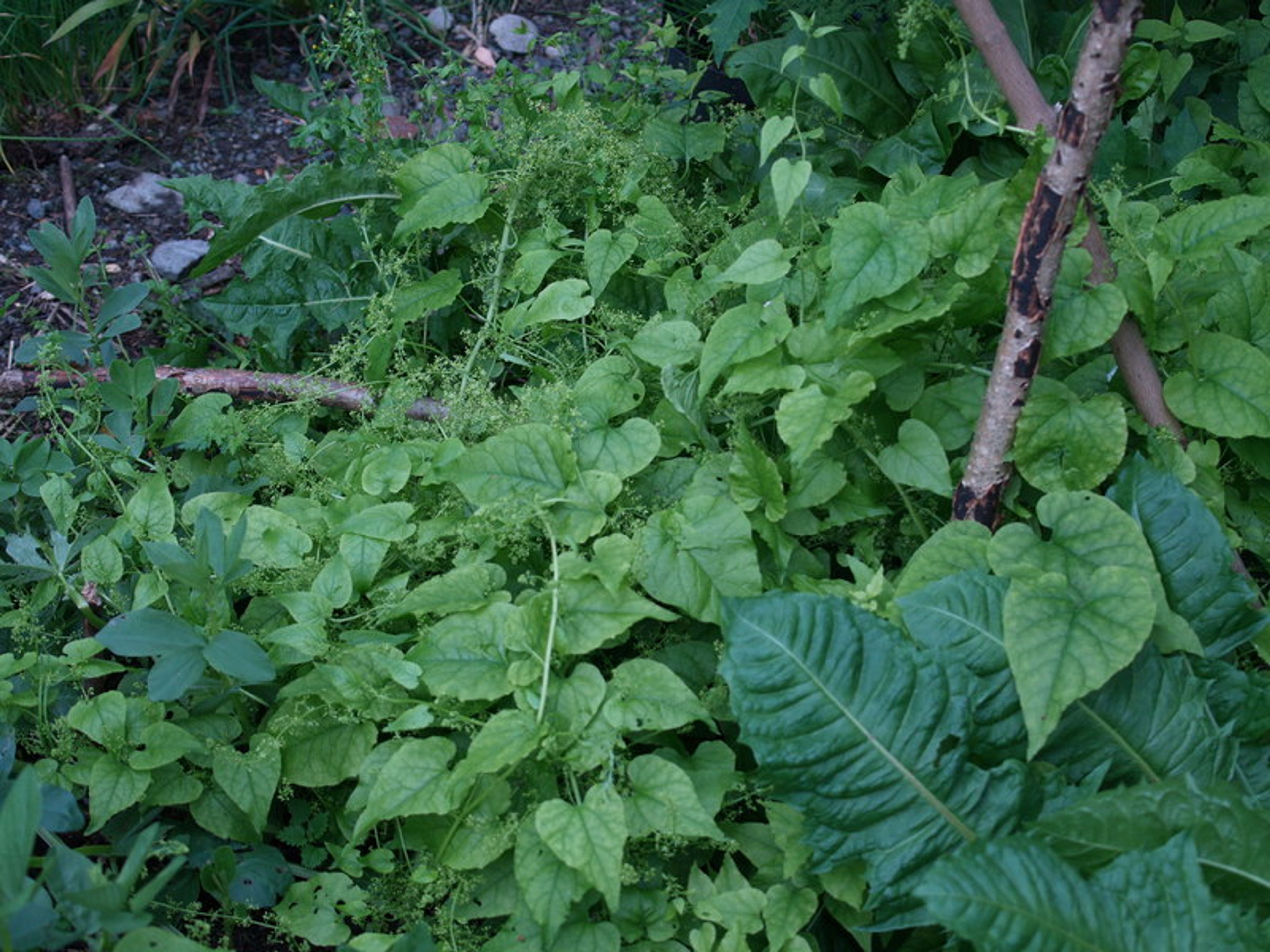 Hablitzia tamnoides - 384