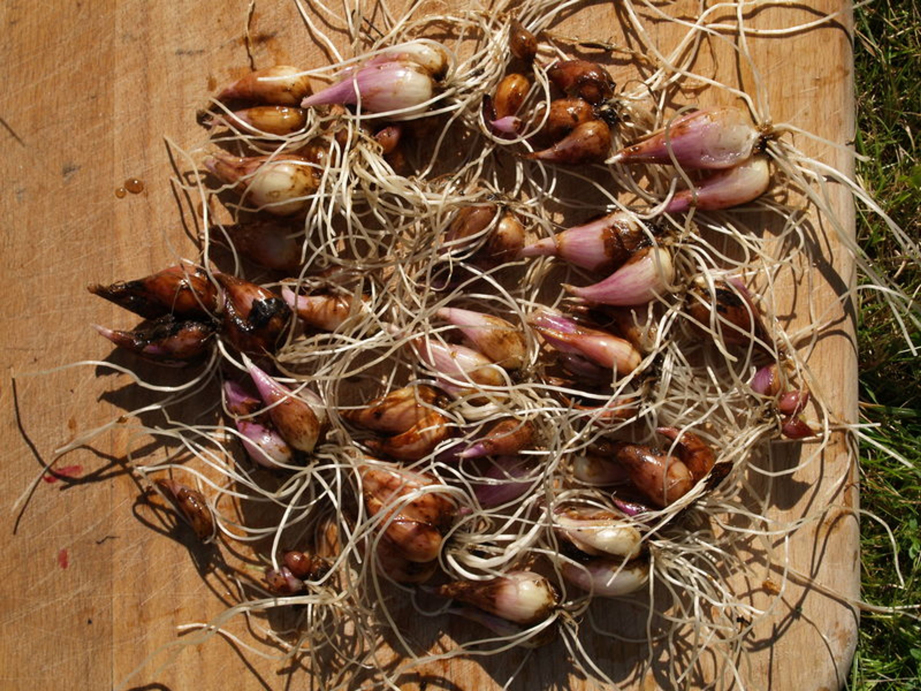 Allium oschaninii - 33