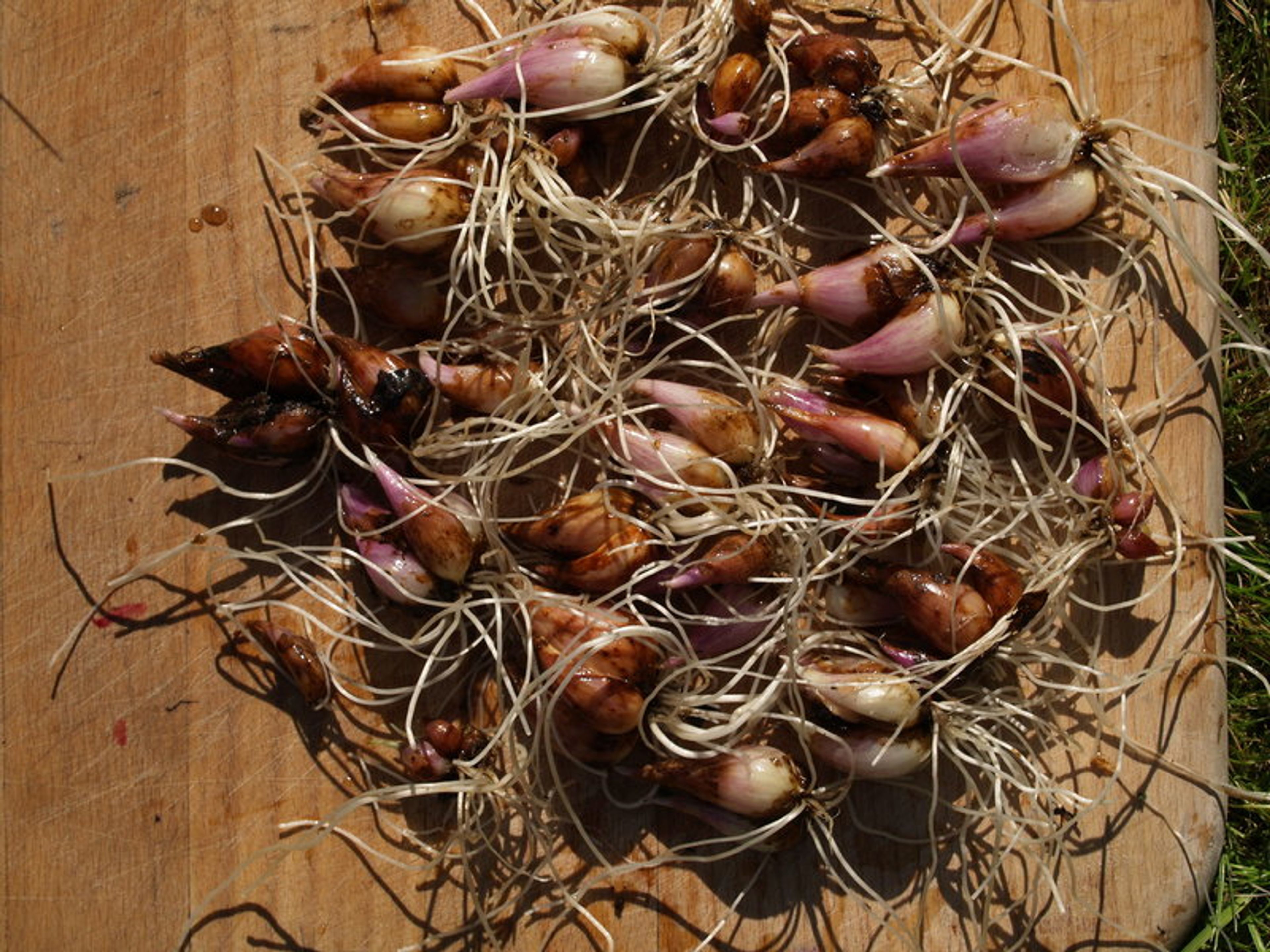 Allium oschaninii - 39