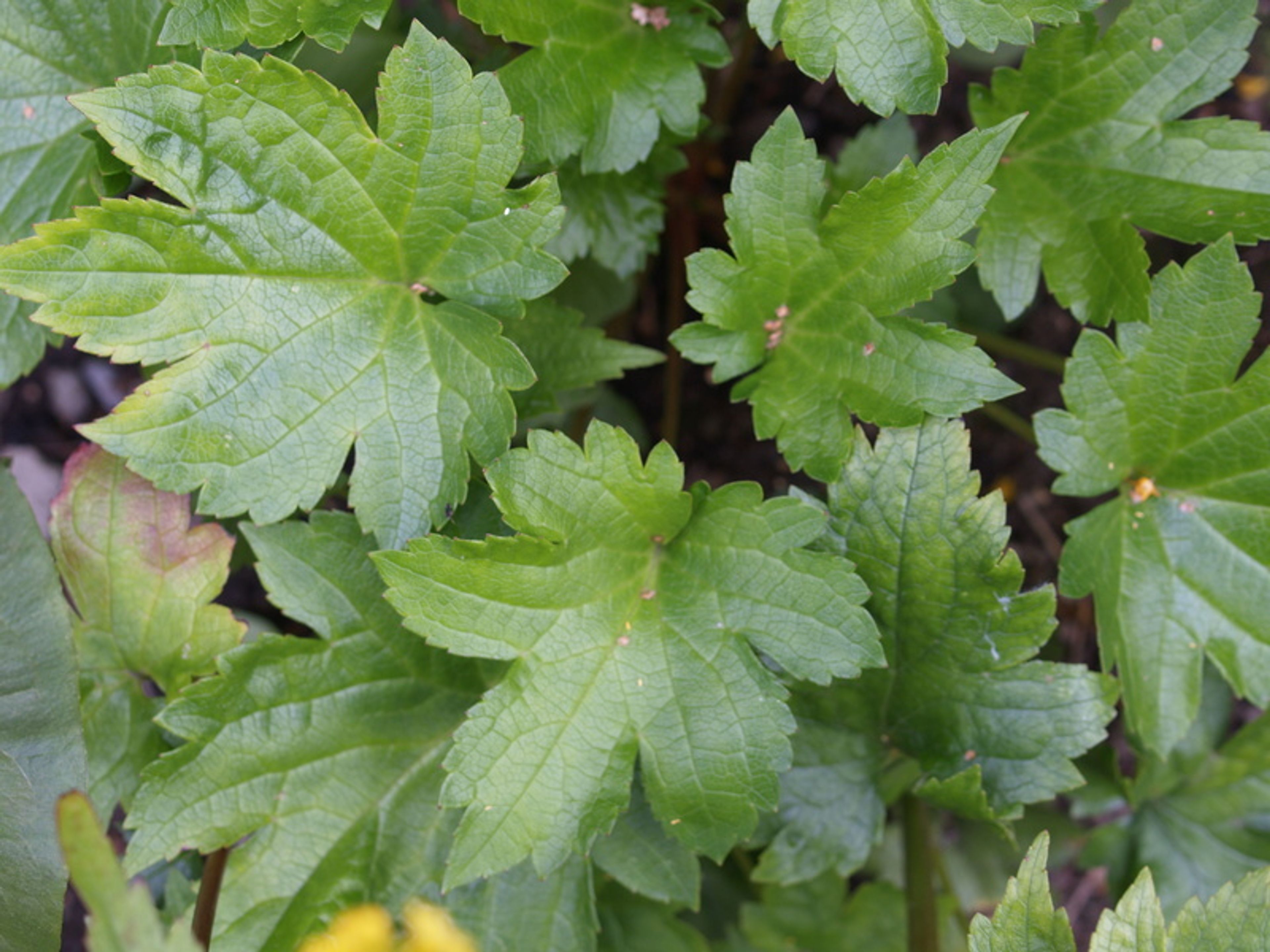Patrinia triloba - 15