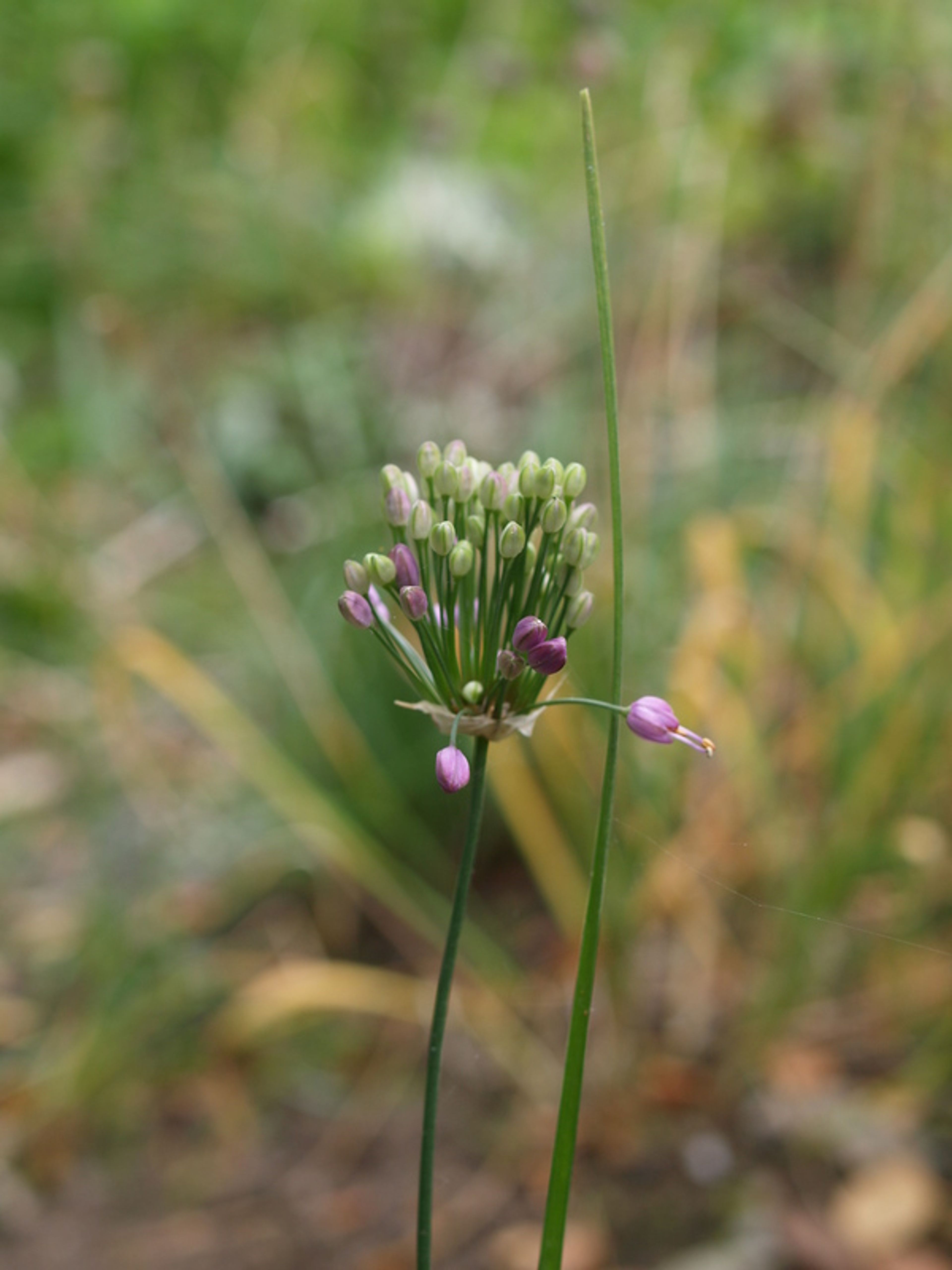 Allium thunbergii - 94