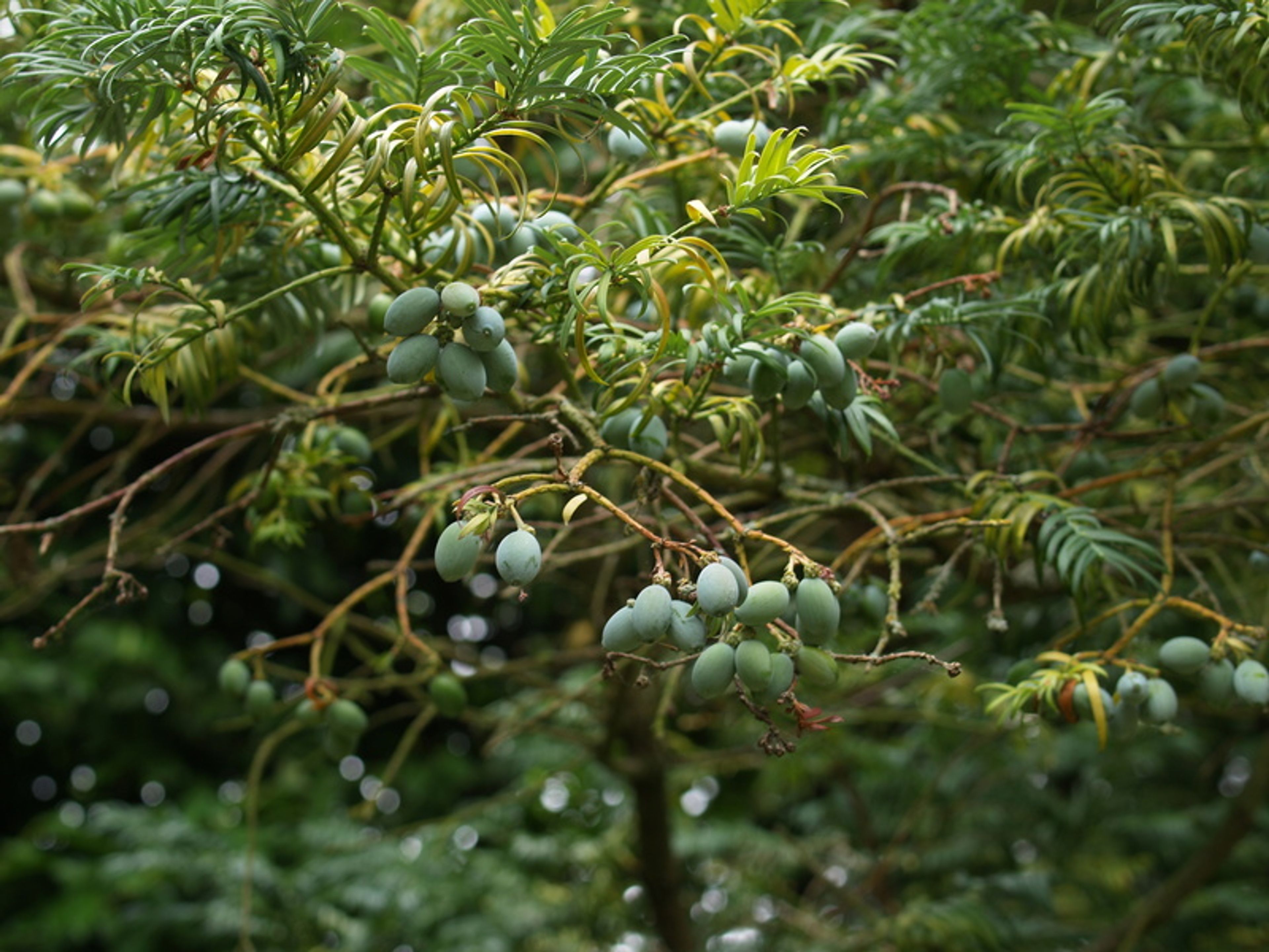Cephalotaxus fortunei - 513