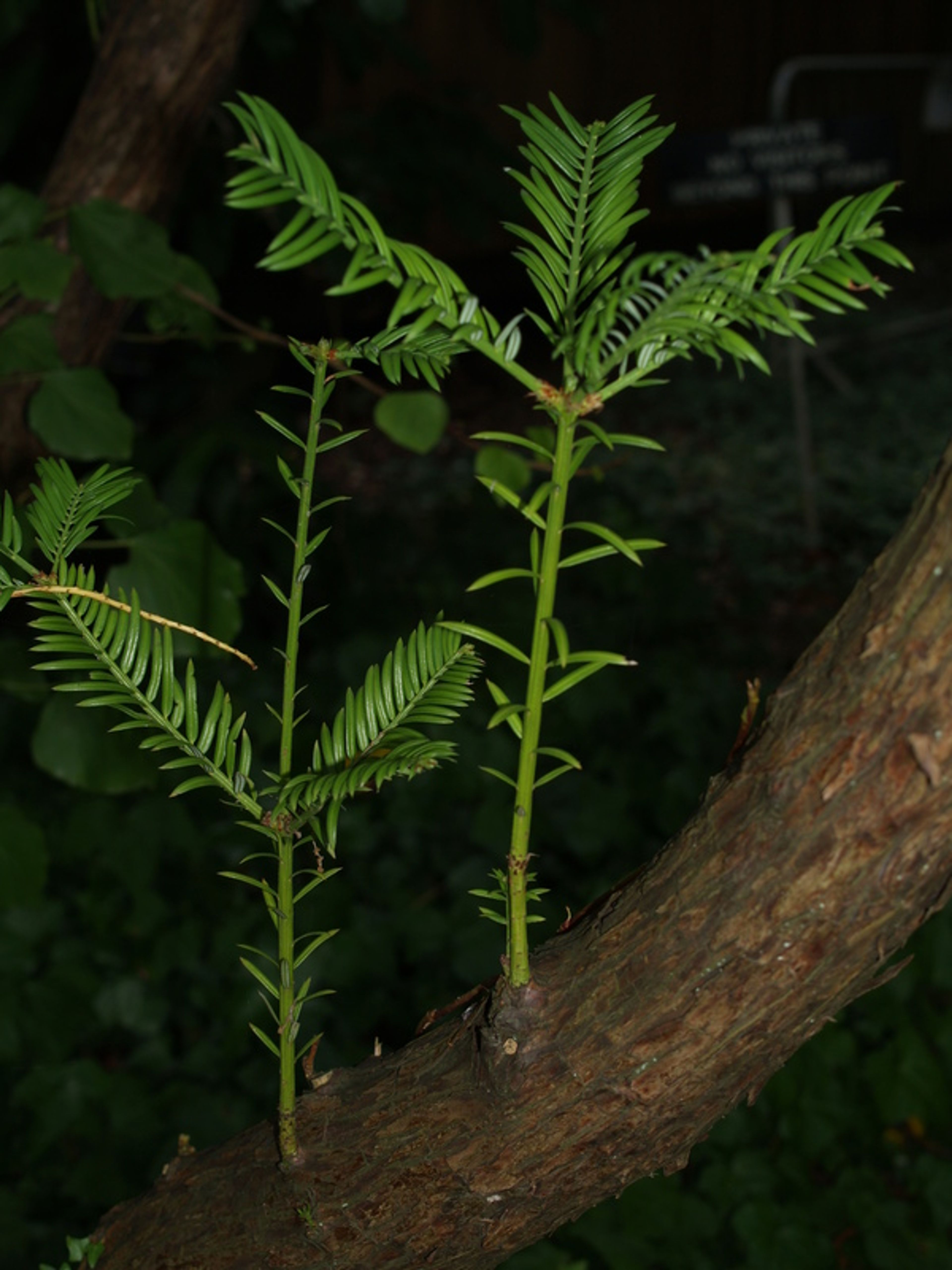 Cephalotaxus fortunei - 444