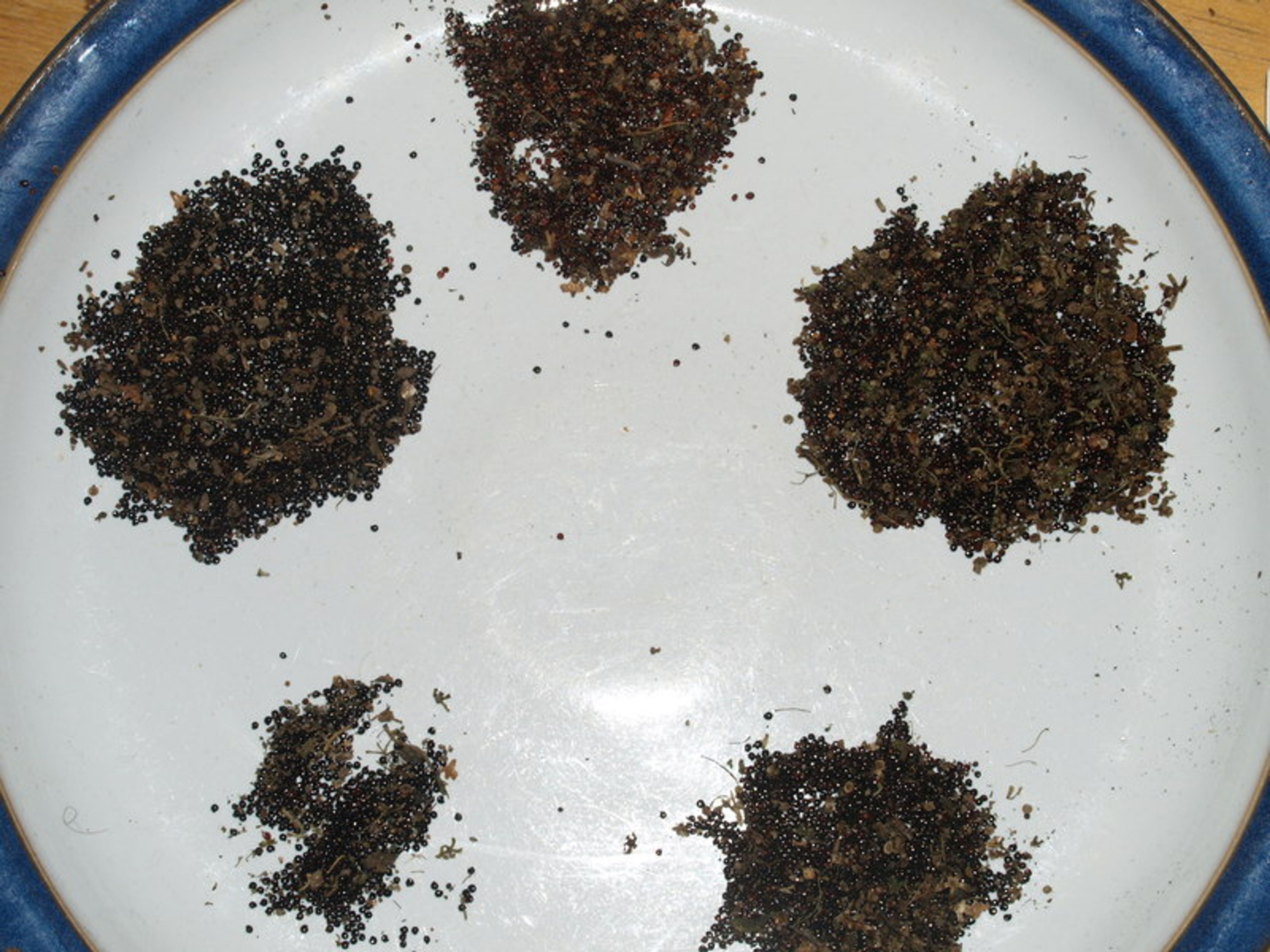 Hablitzia tamnoides - 11