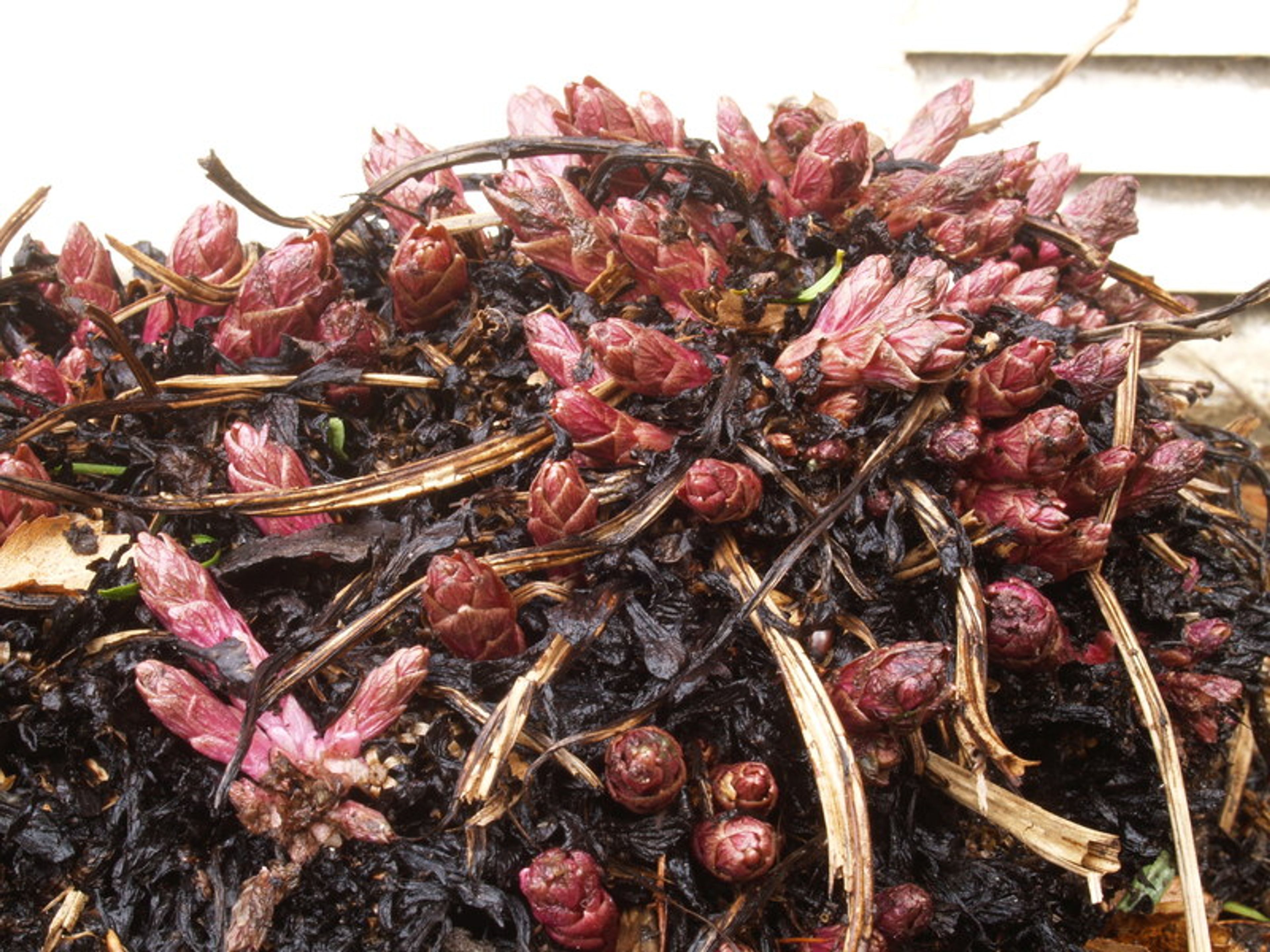 Hablitzia tamnoides - 4