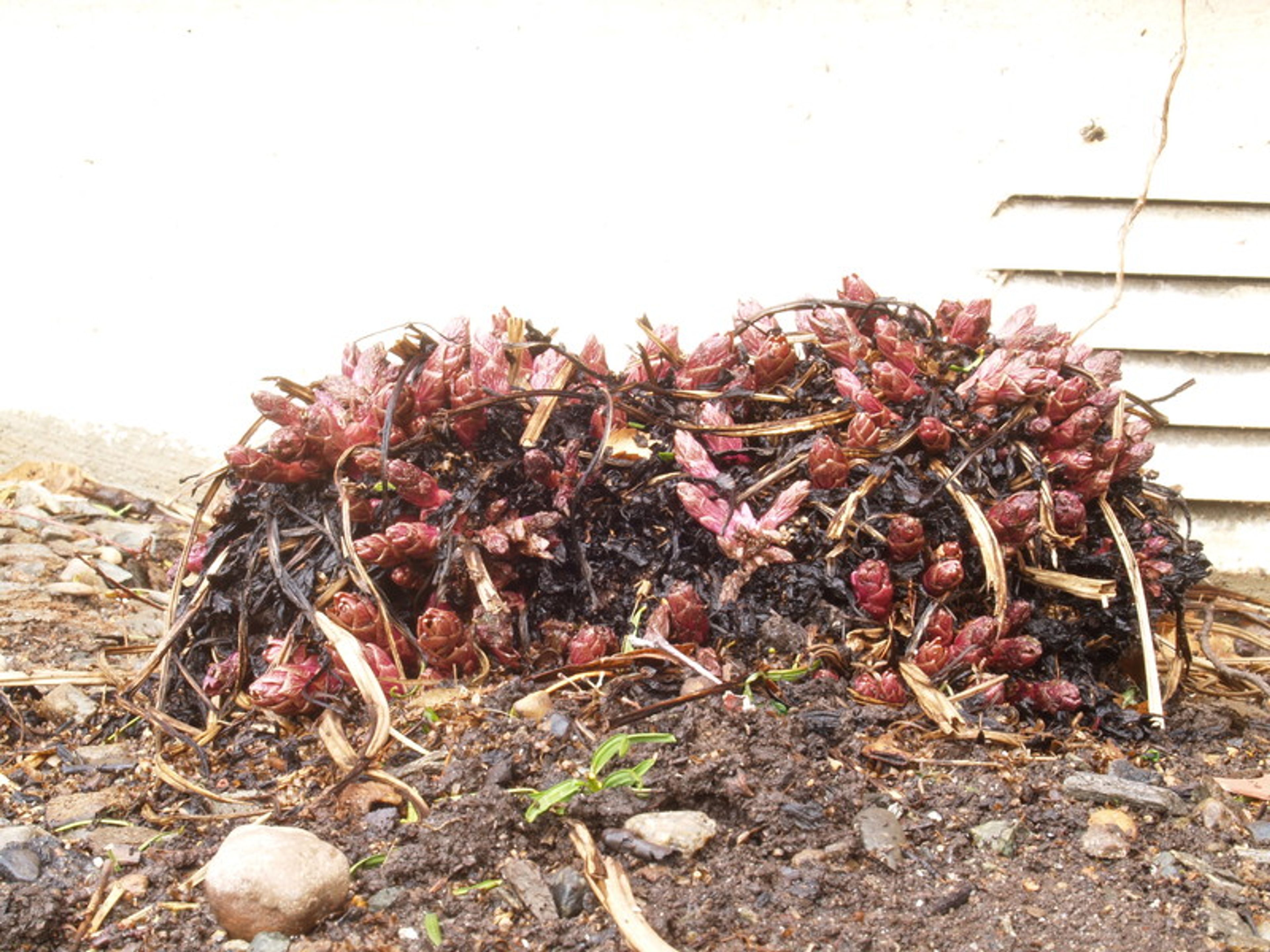 Hablitzia tamnoides - 399