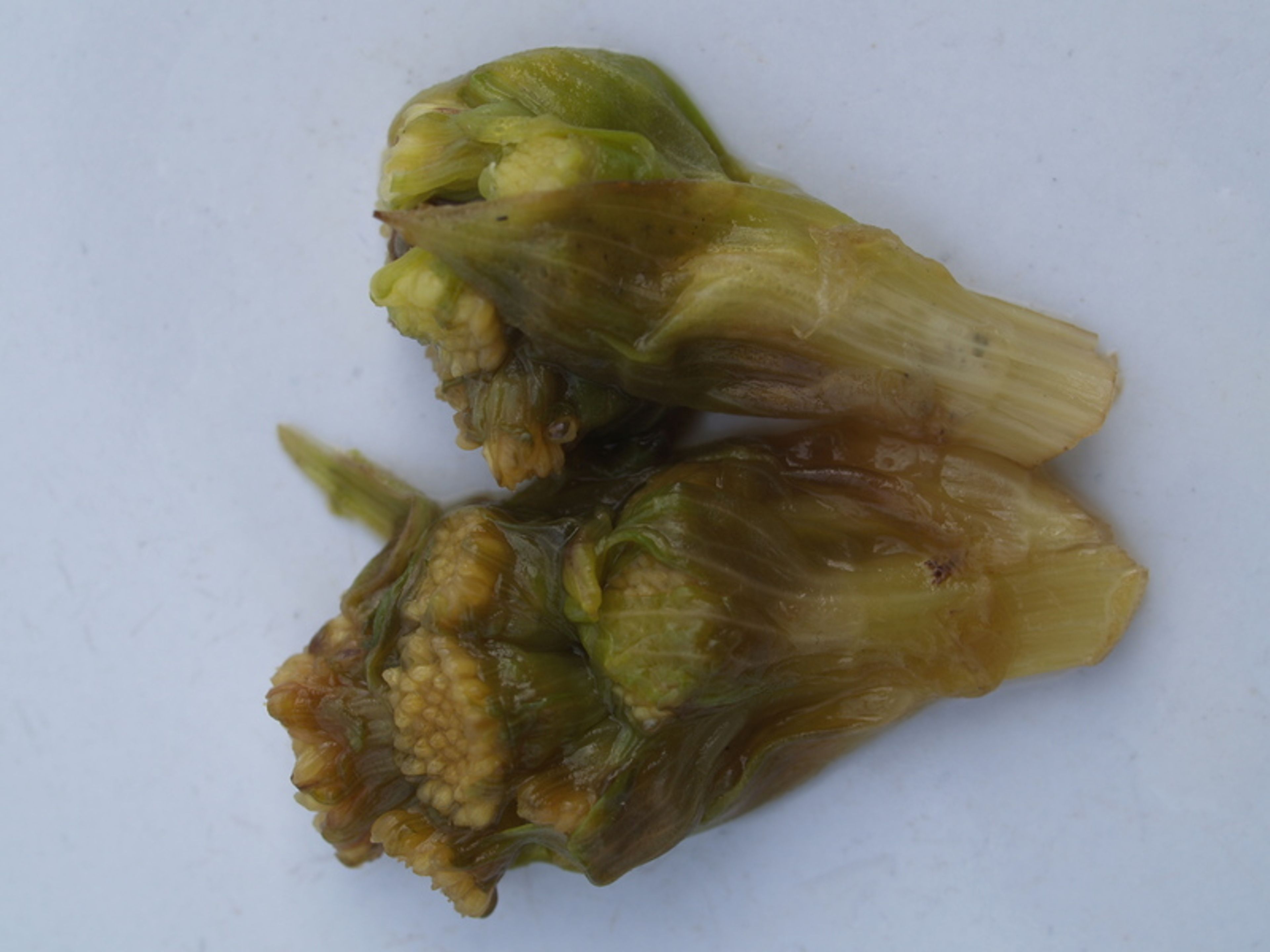 Petasites palmatus - 56