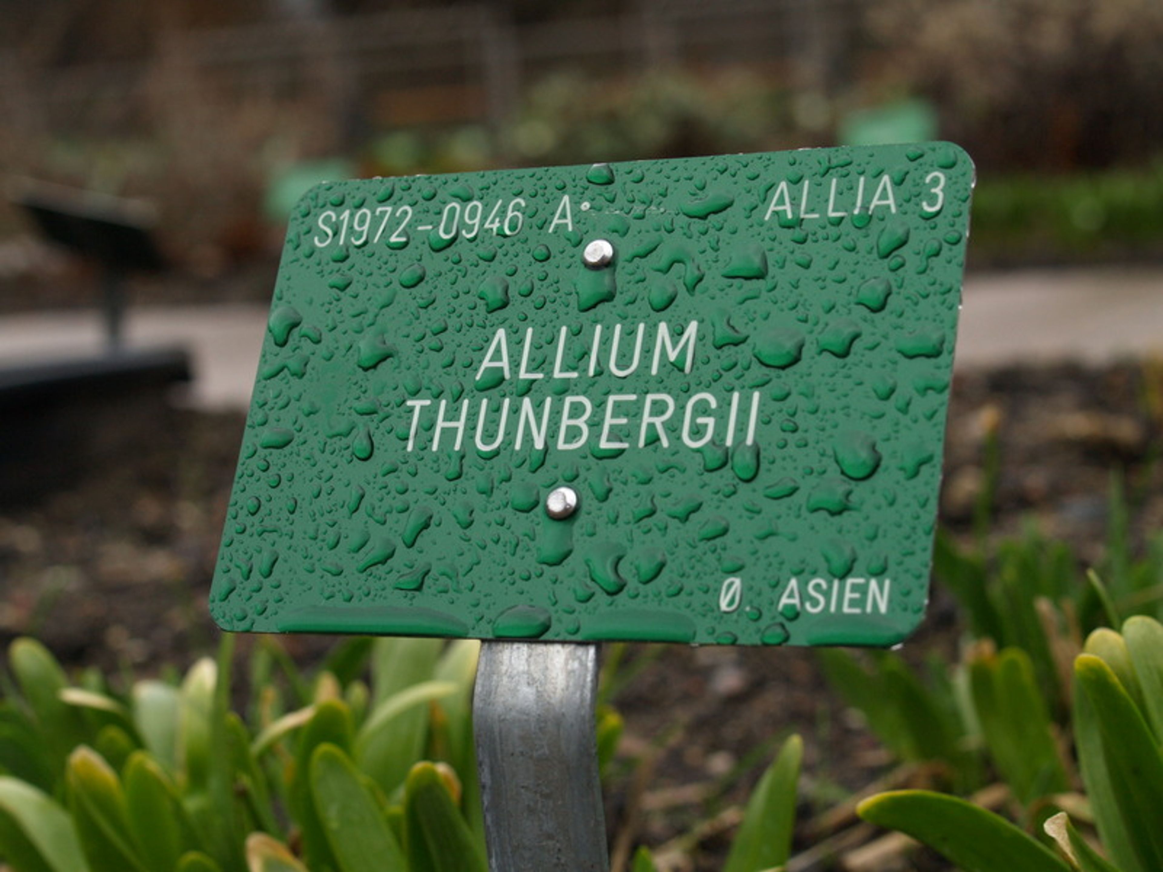 Allium thunbergii - 27