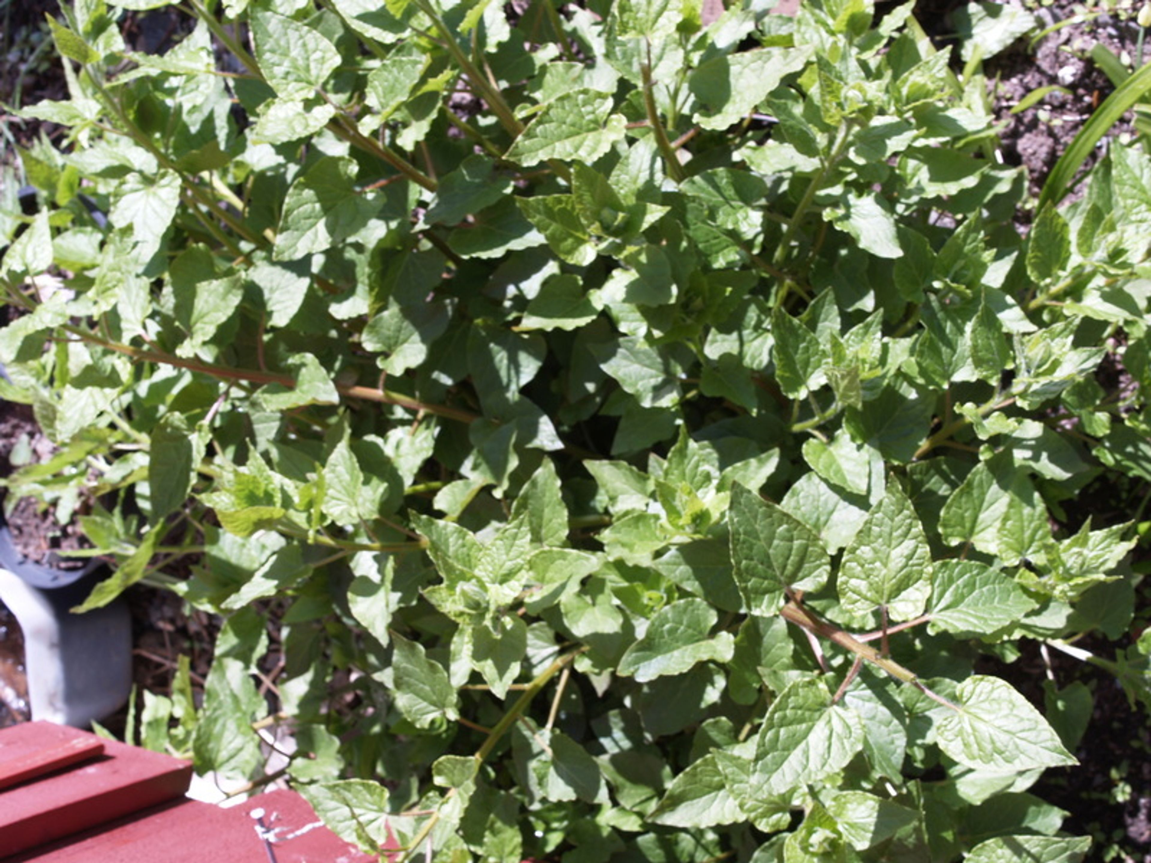 Hablitzia tamnoides - 260