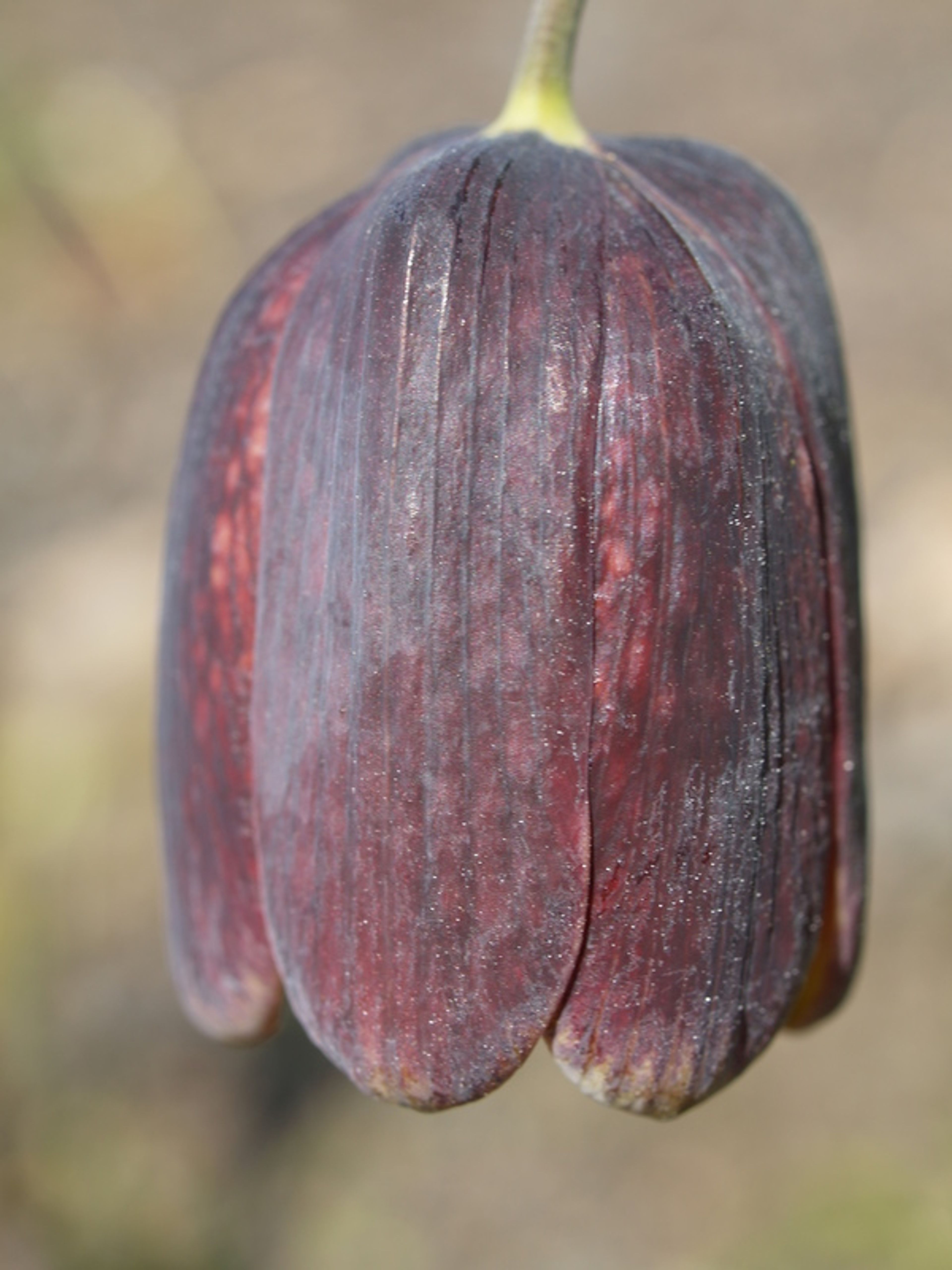 Fritillaria cirrhosa - 106