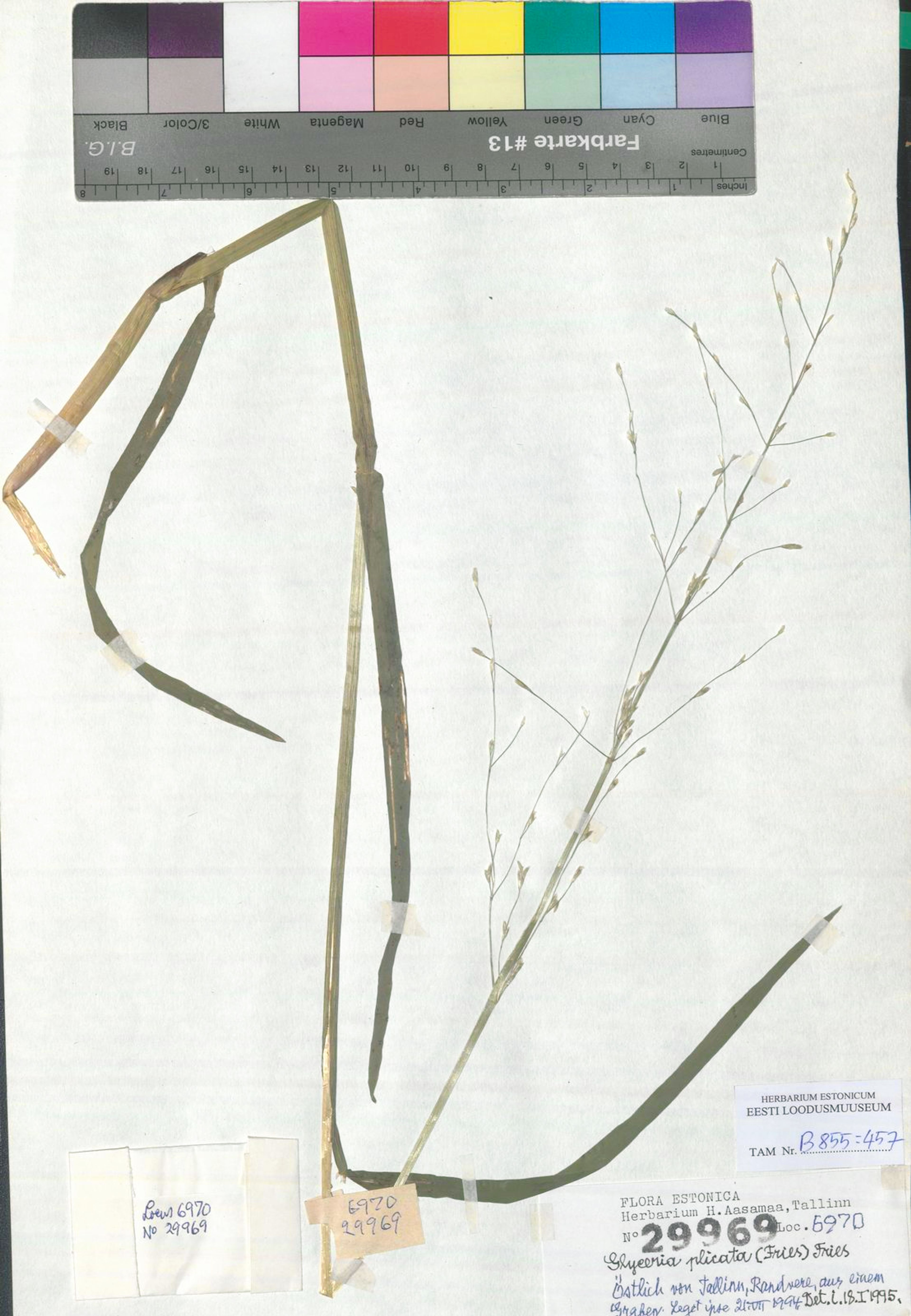 Glyceria plicata - 55