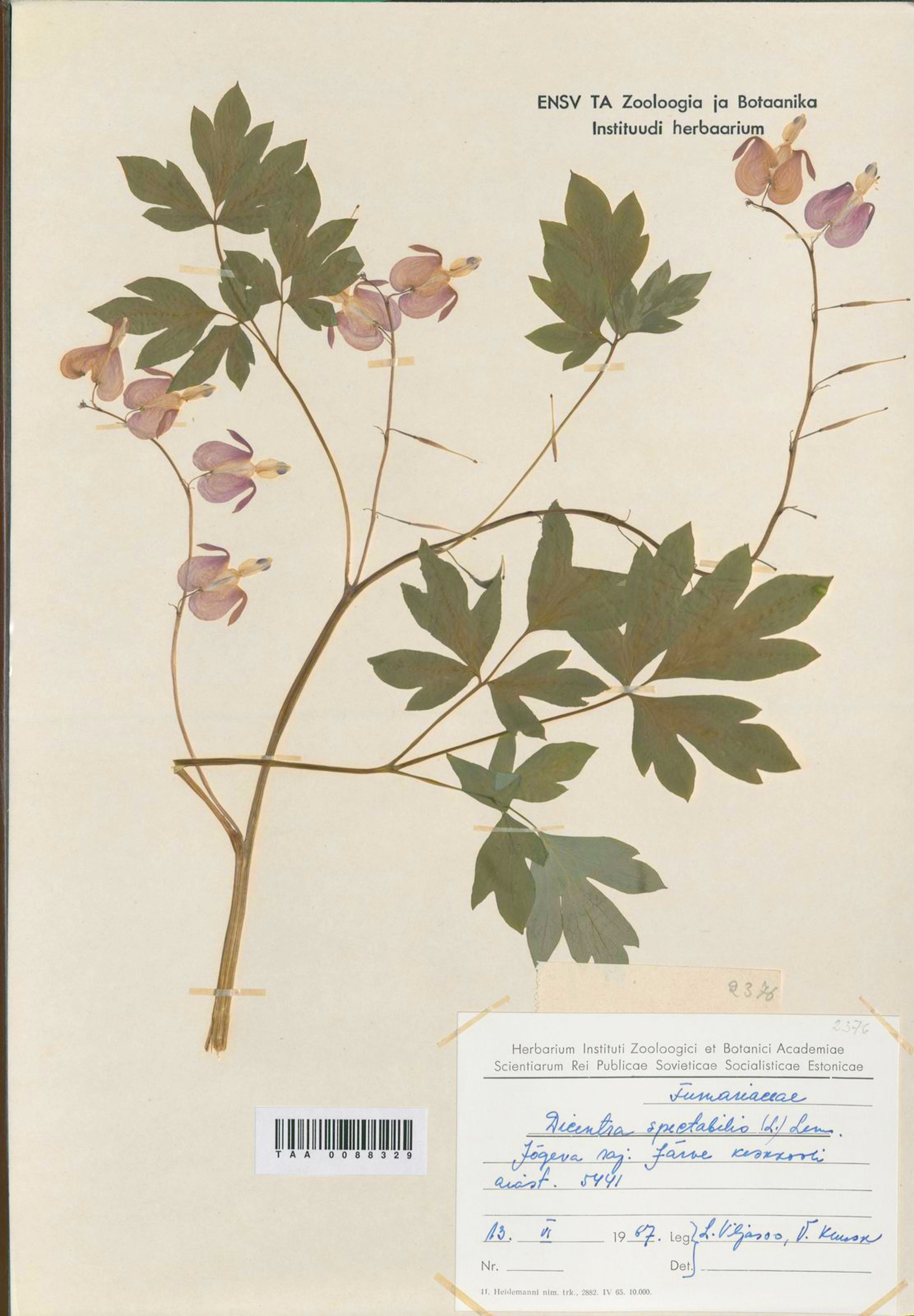 Dicentra spectabilis - 33