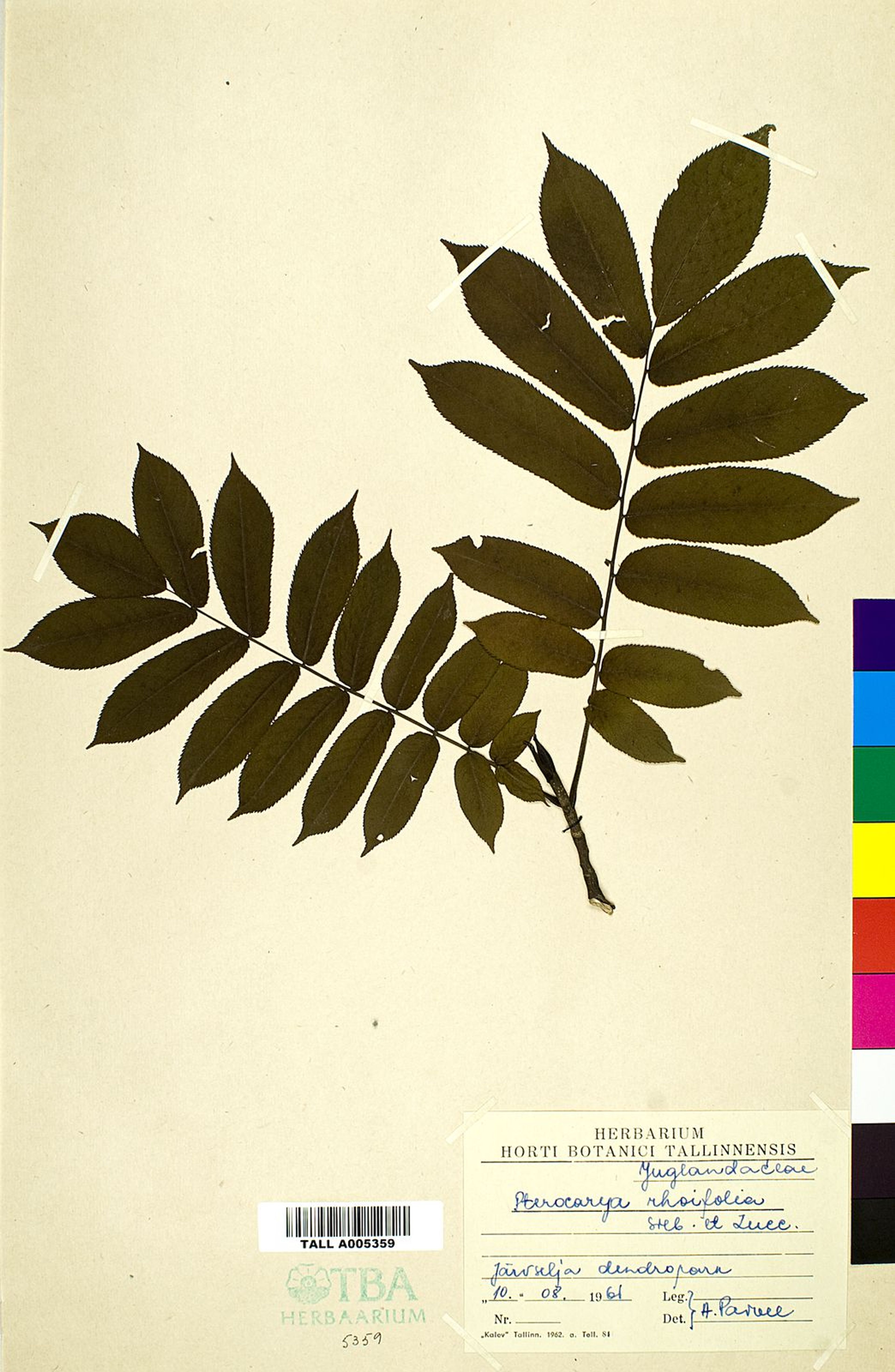 Pterocarya rhoifolia - 104