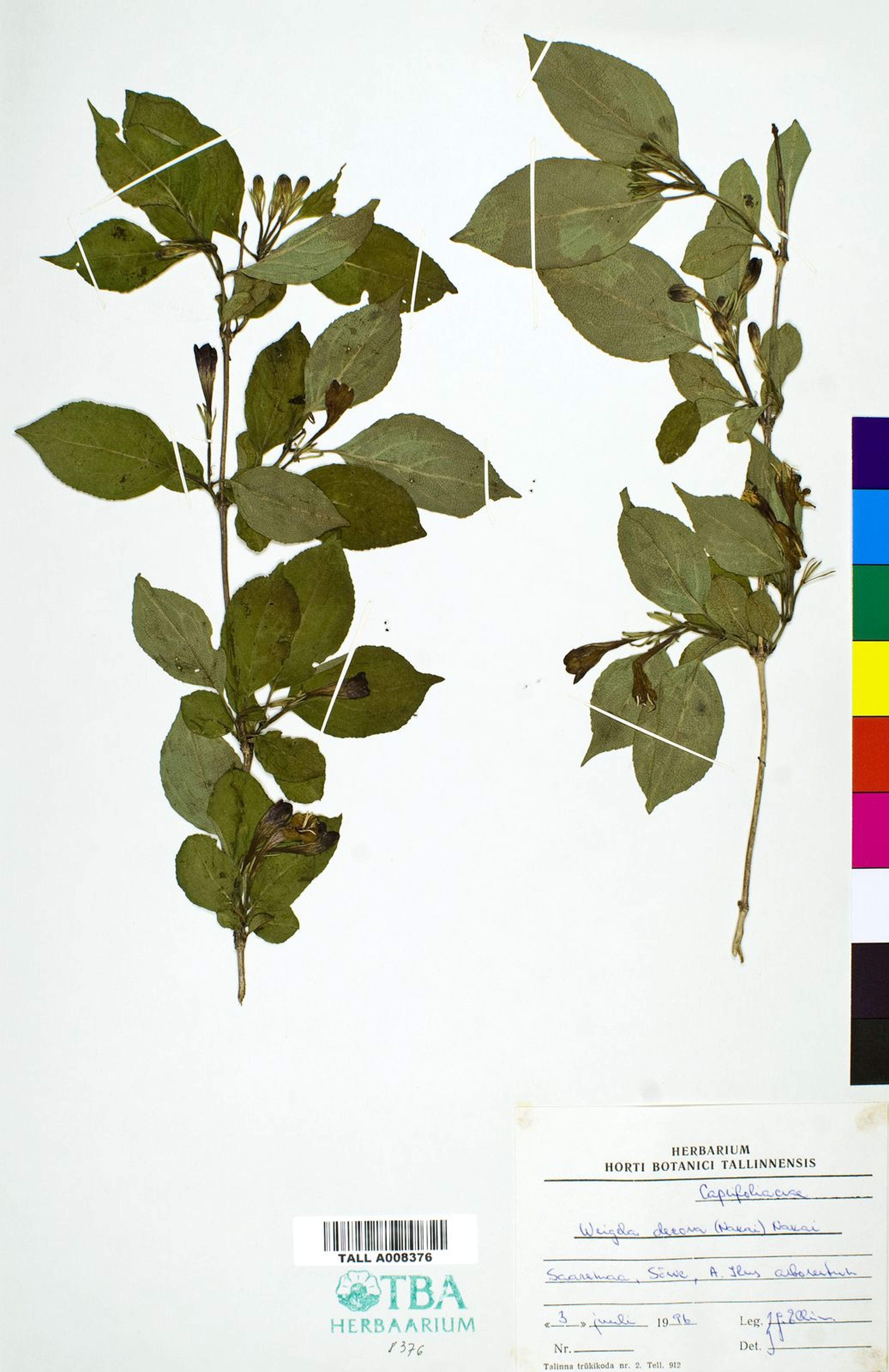 Weigela decora - 100