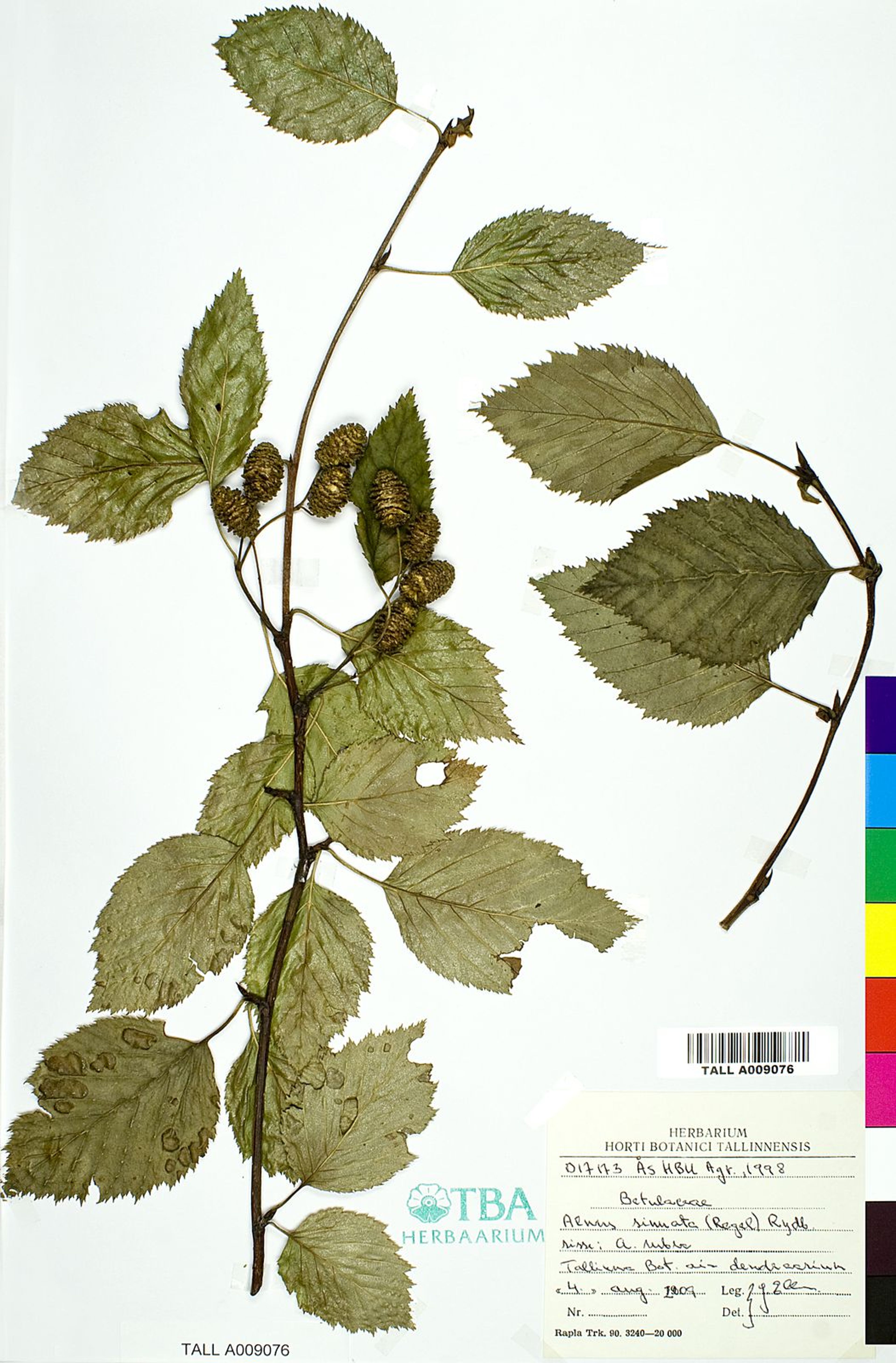 Alnus sinuata - 2