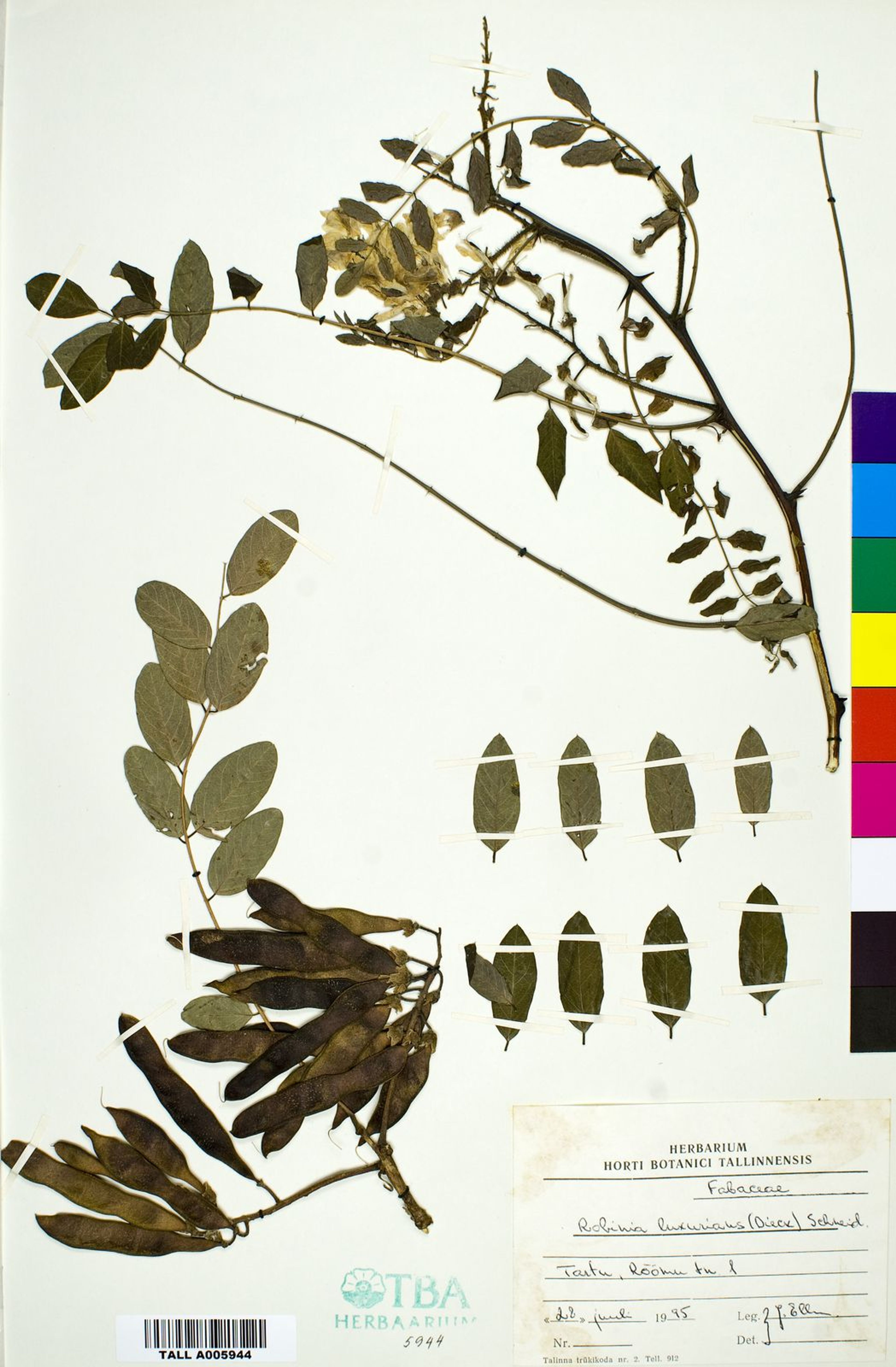 Robinia luxurians - 7