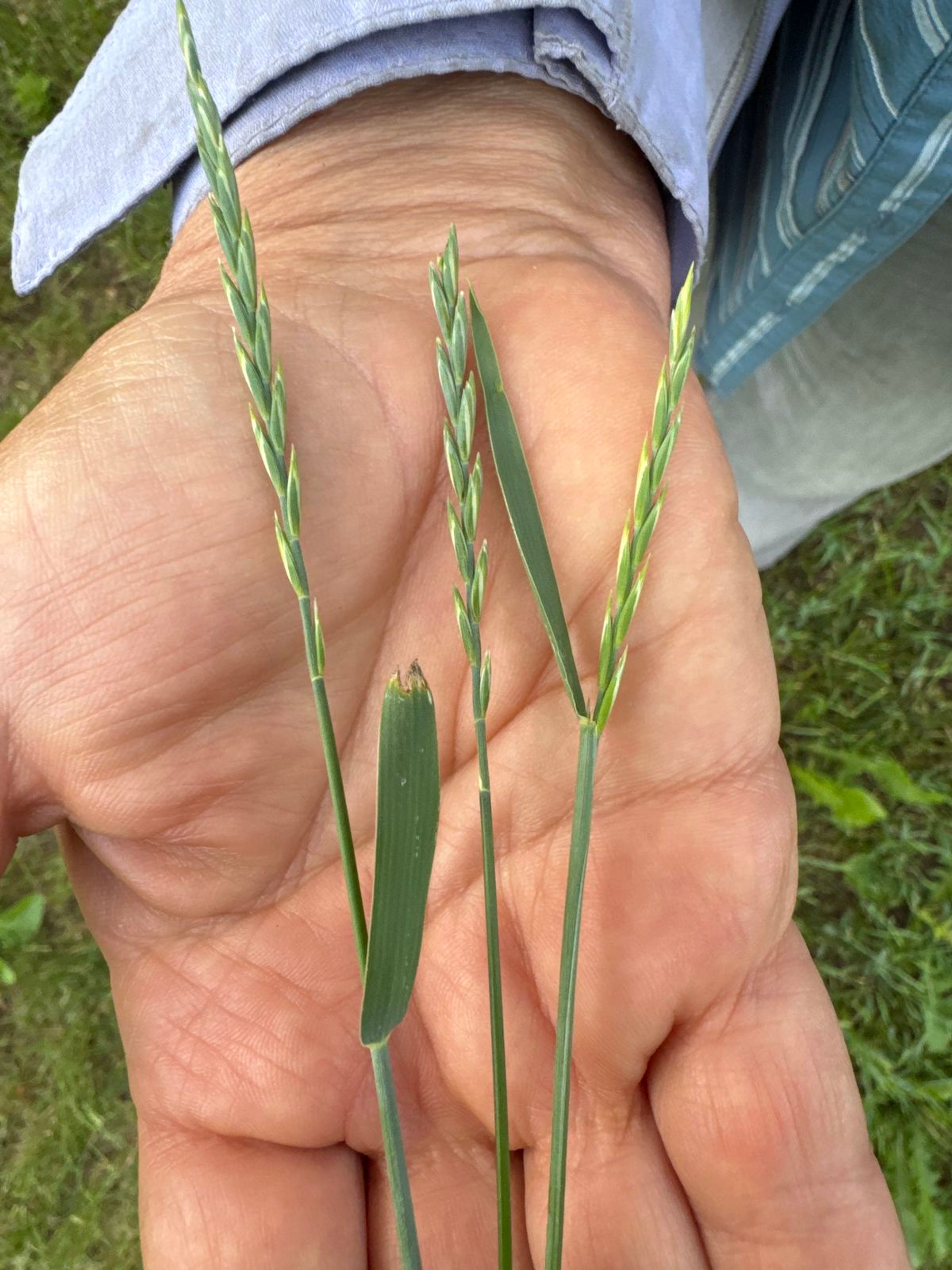 Elytrigia repens - 88