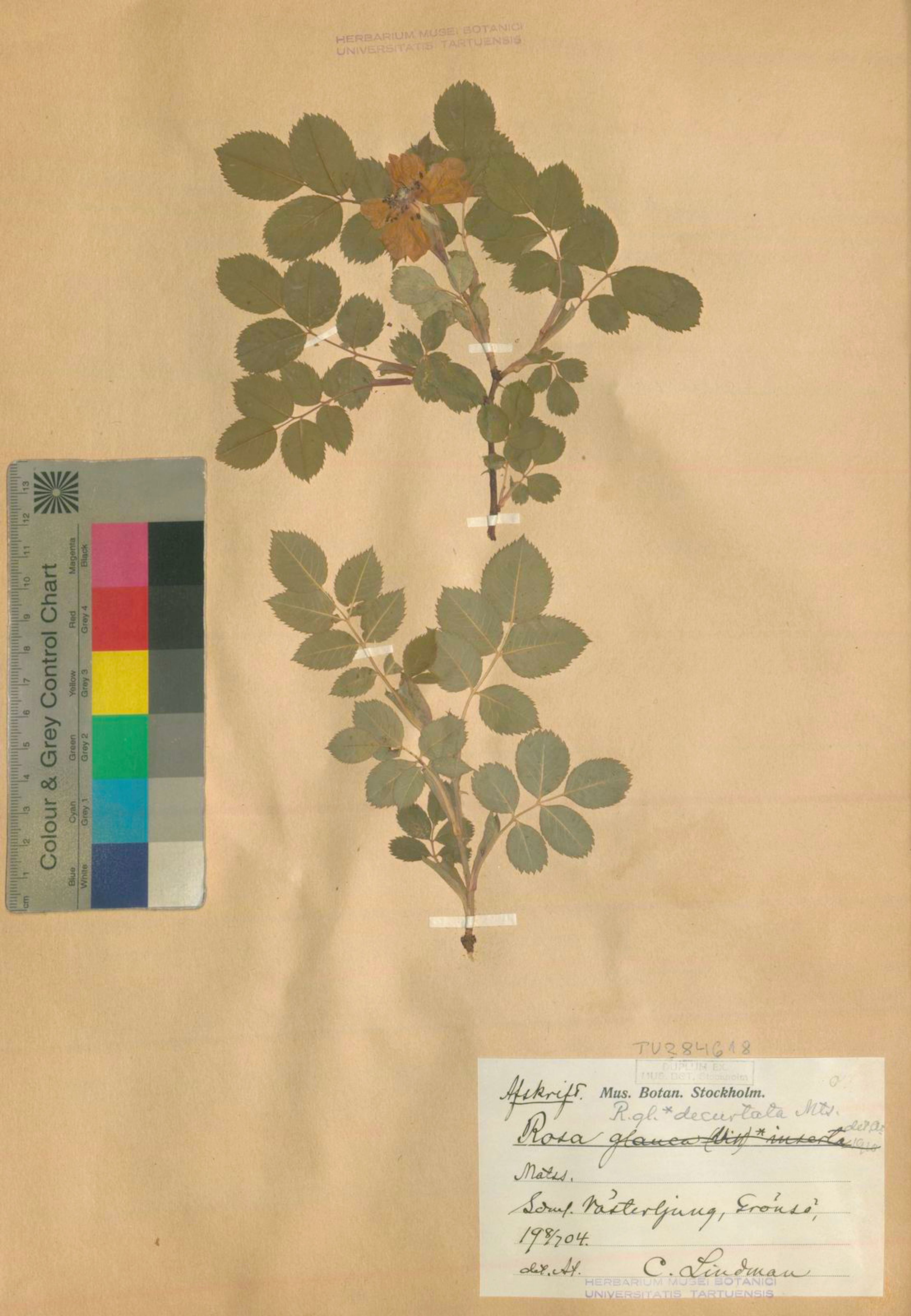 Rosa glauca - 2