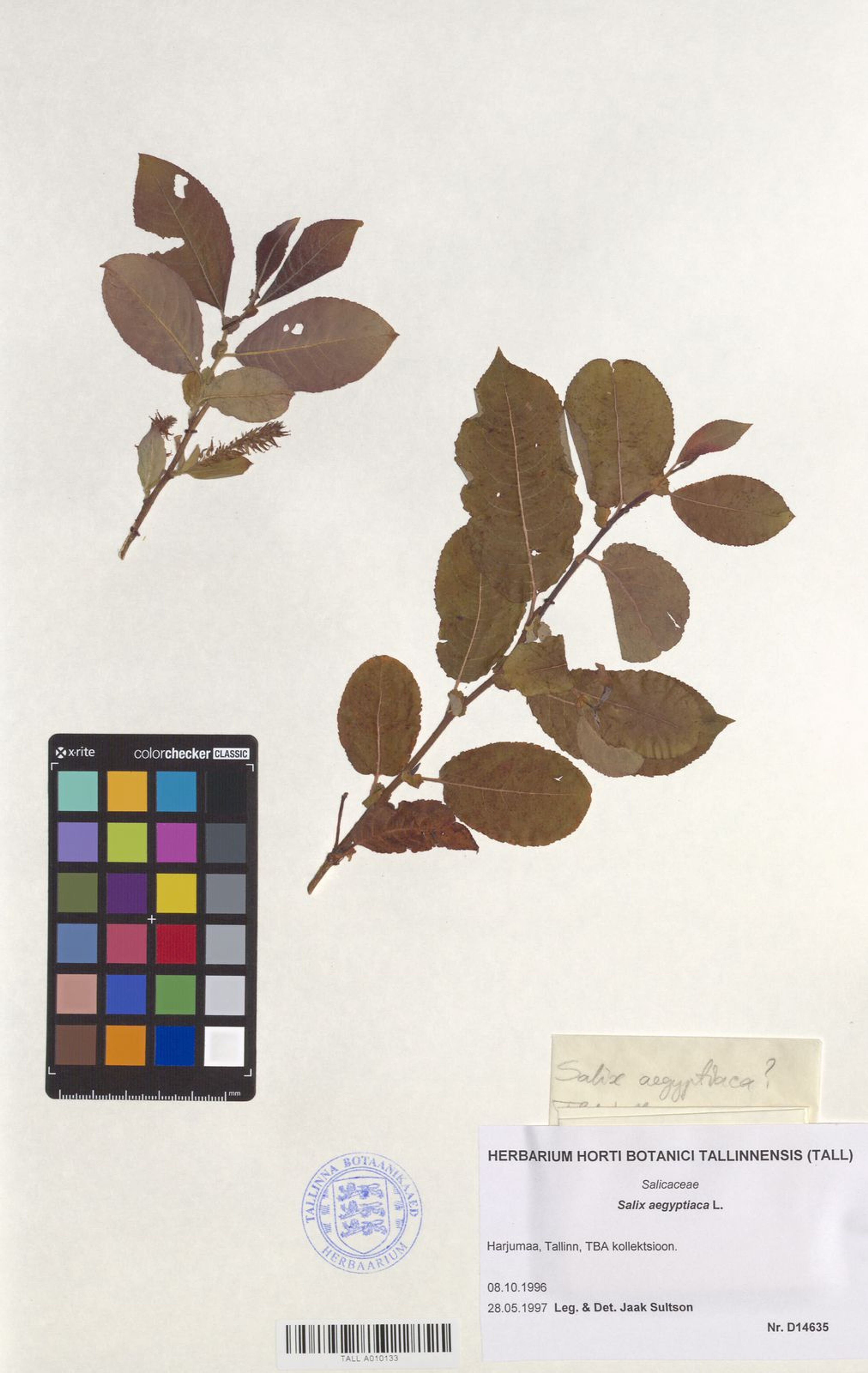 Salix aegyptiaca - 47