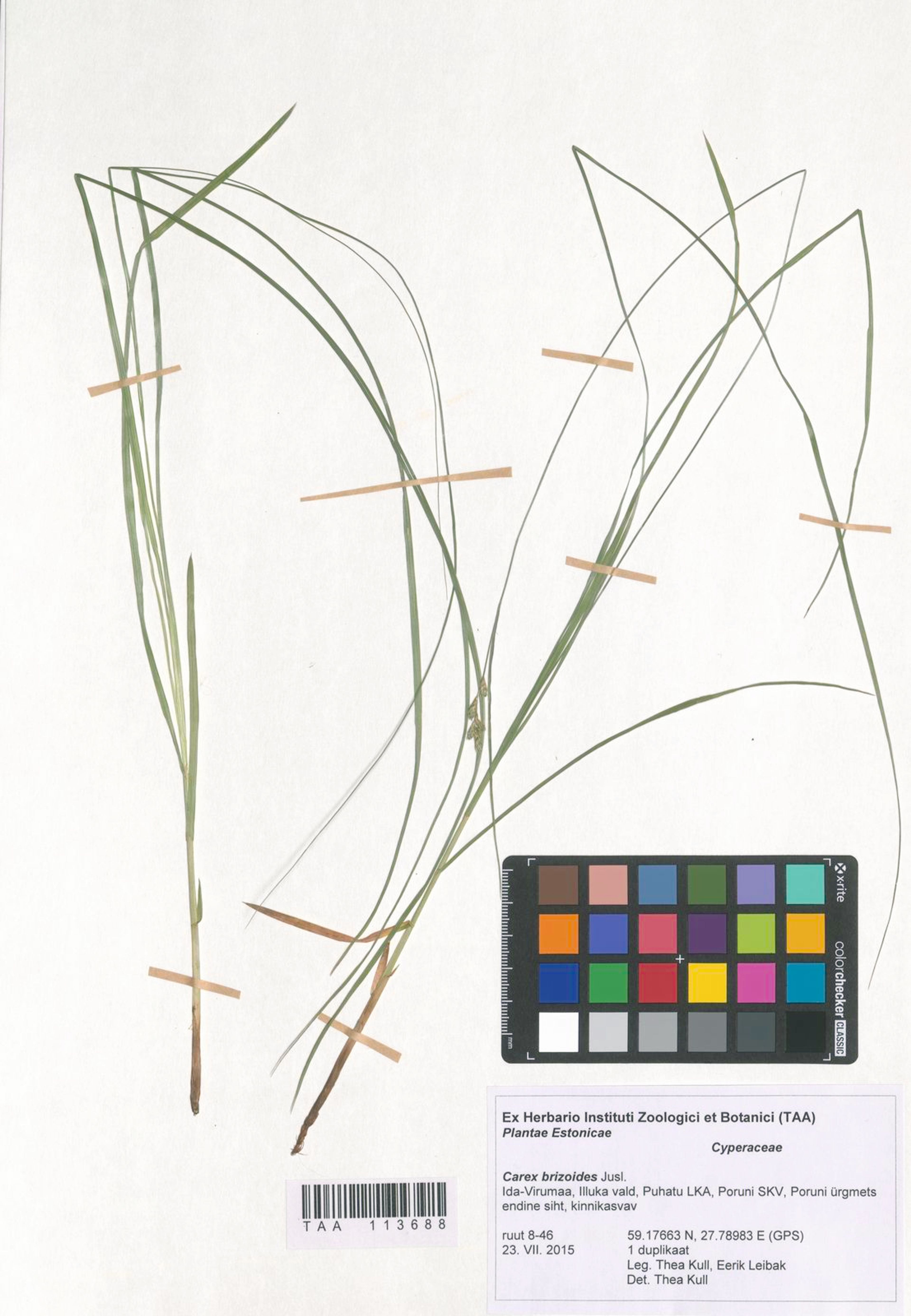 Carex brizoides - 8