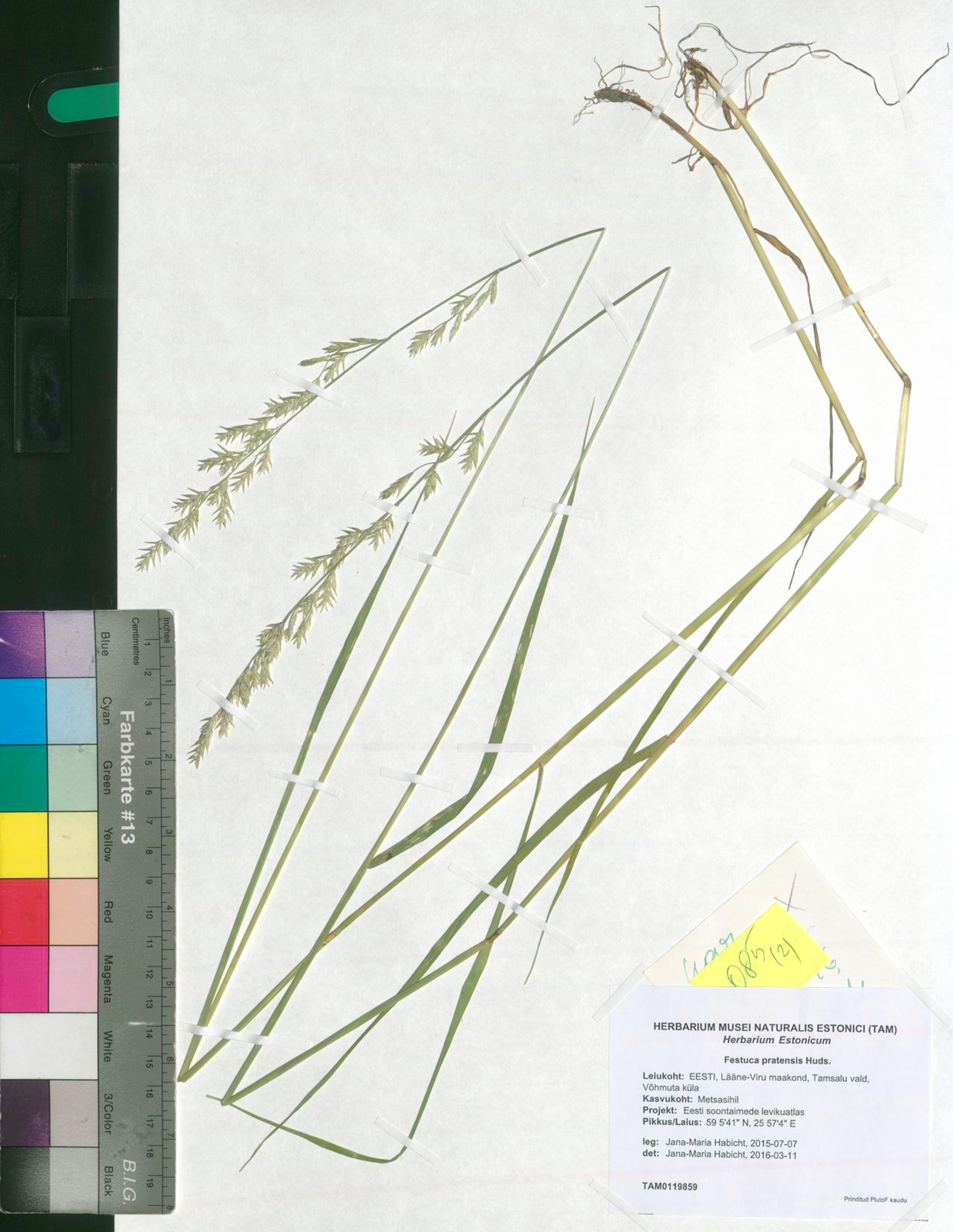 Festuca pratensis - 35