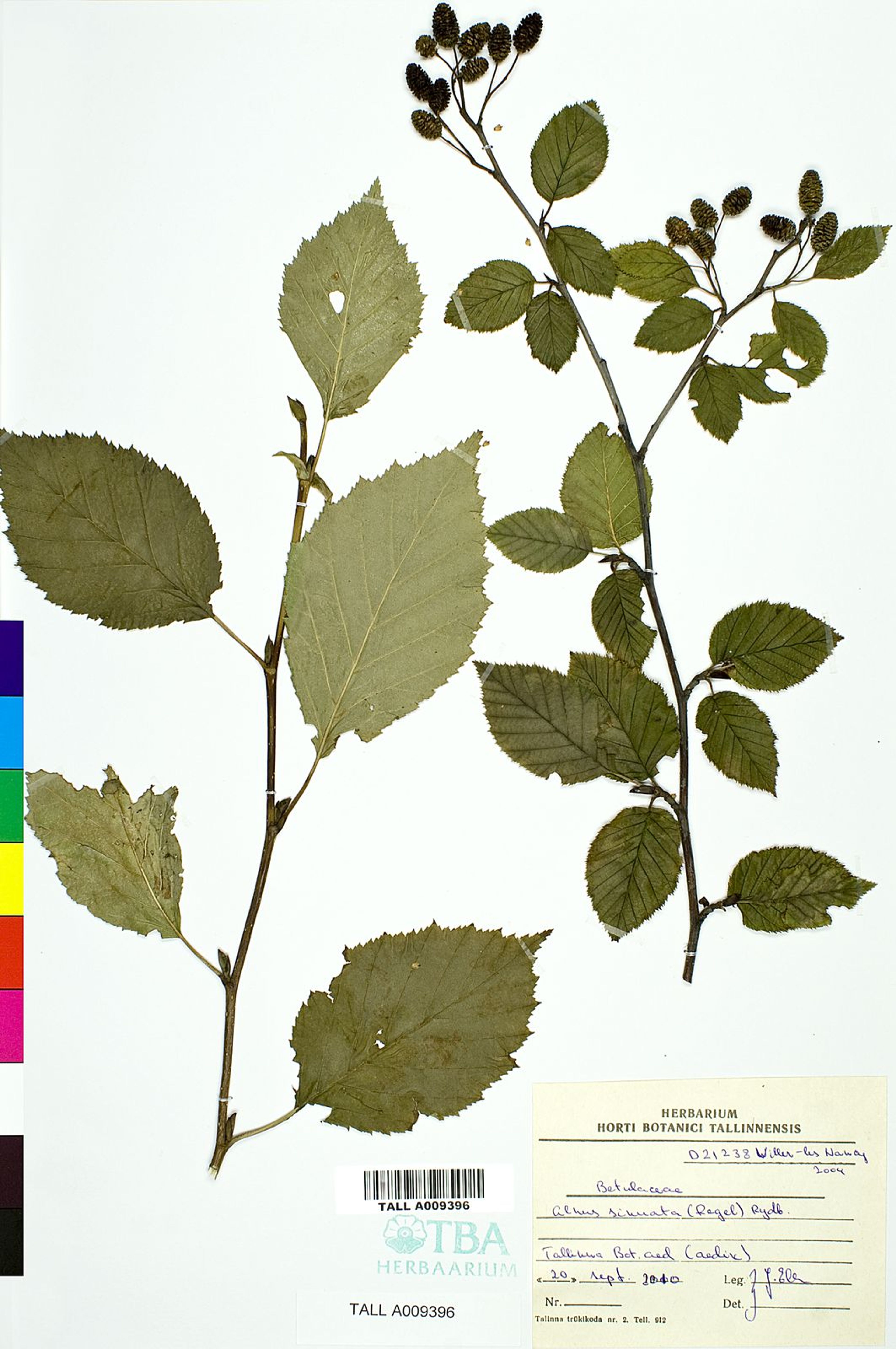 Alnus sinuata - 68