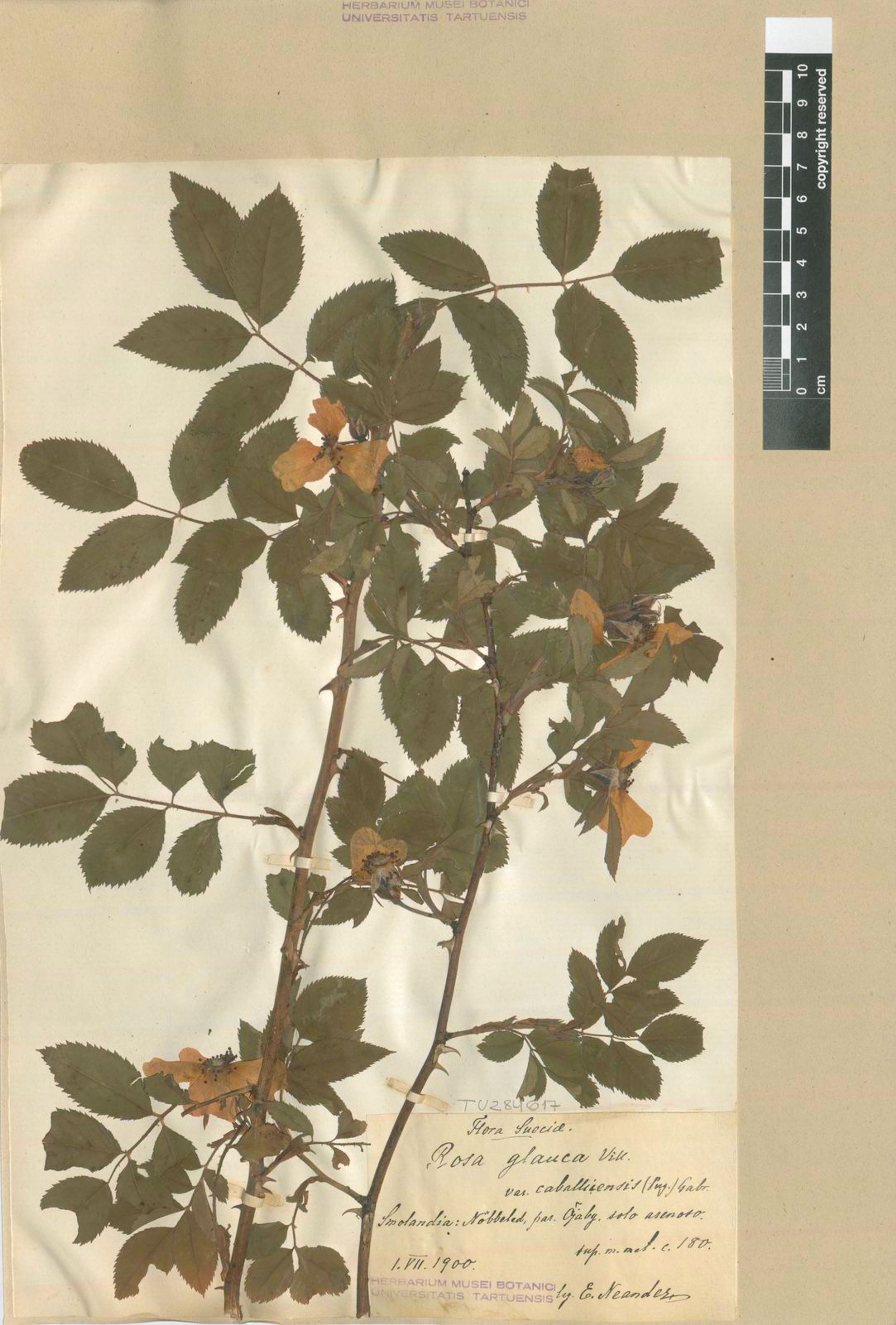 Rosa glauca - 10
