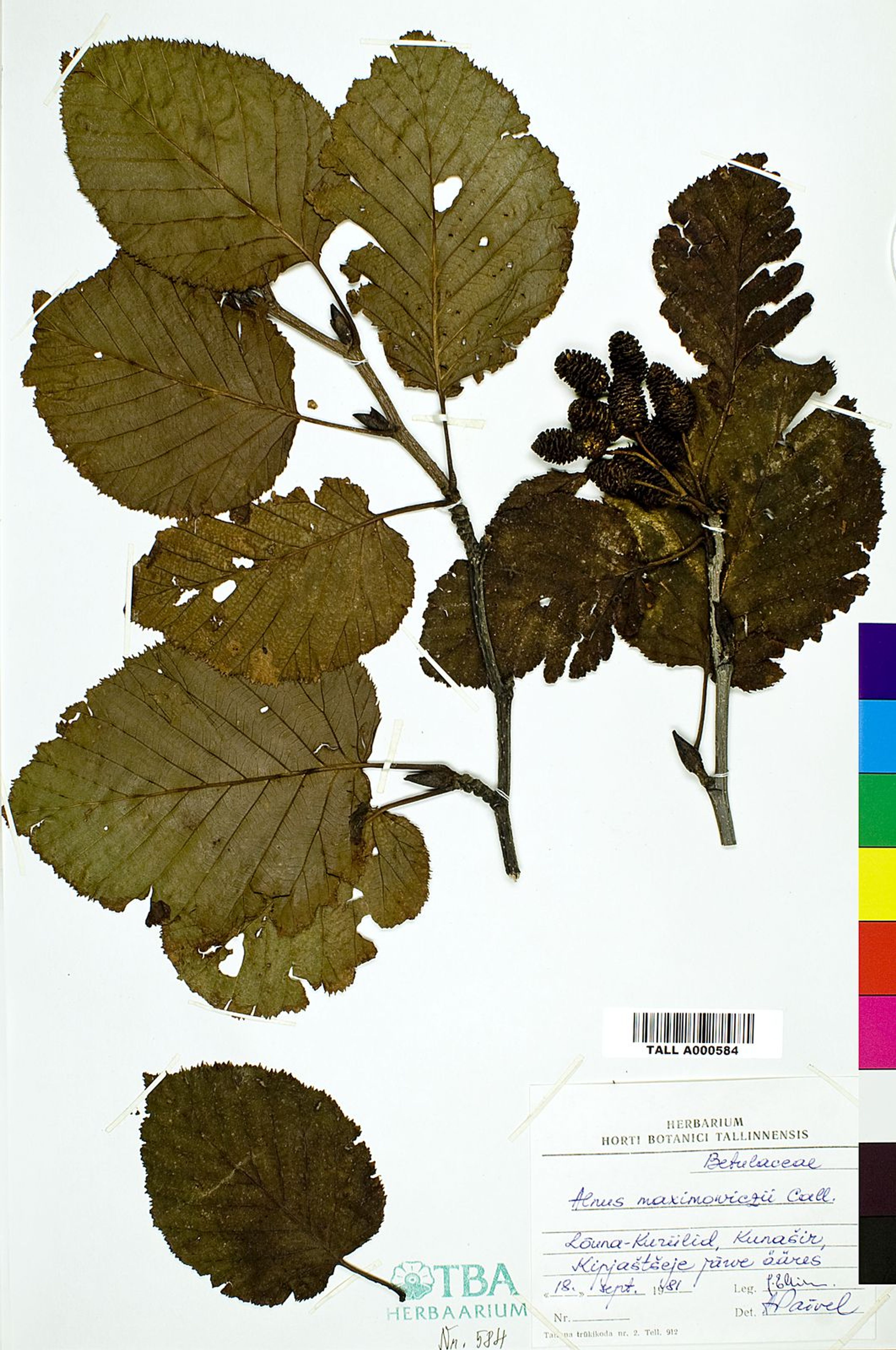 Alnus maximowiczii - 120